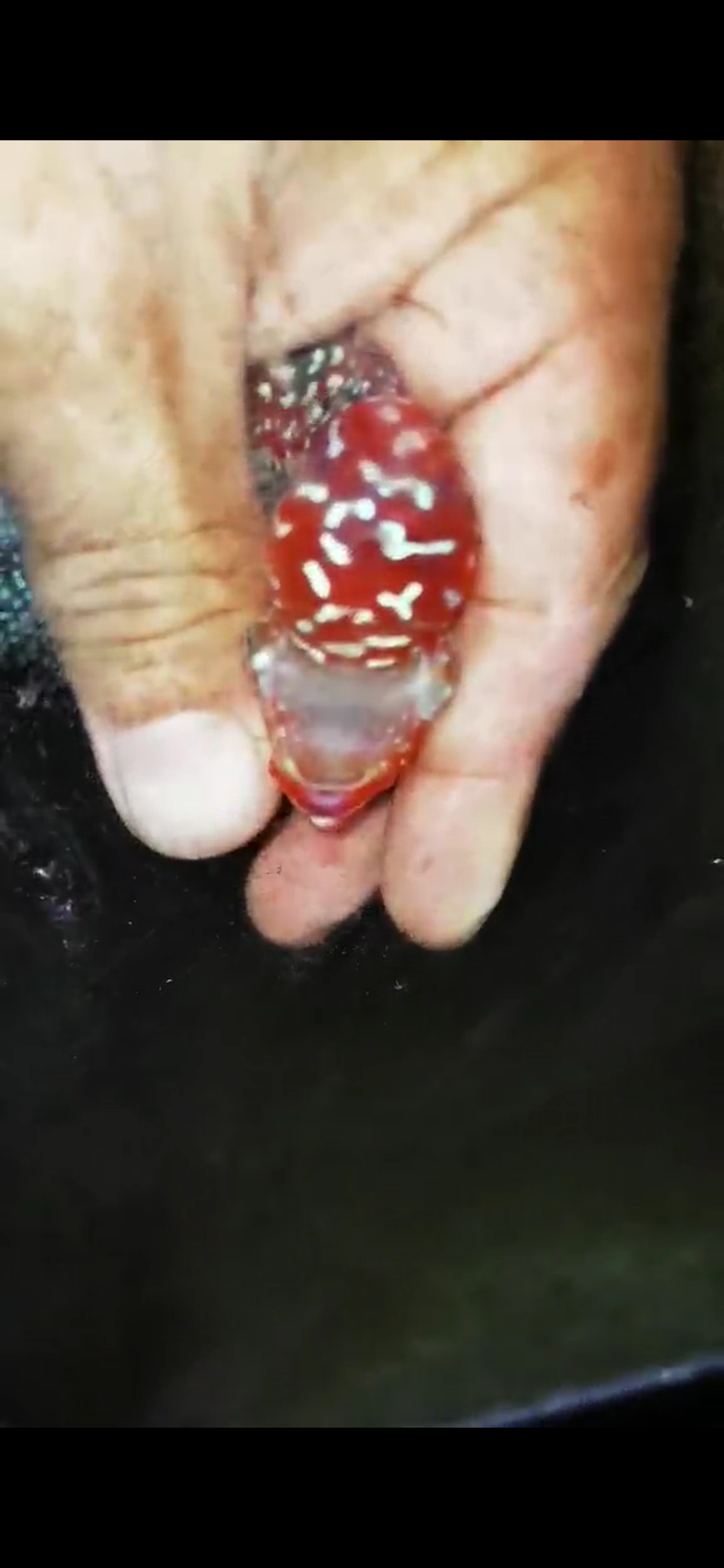 HQ Super Red Dragon Flowerhorn ( Male ) #03