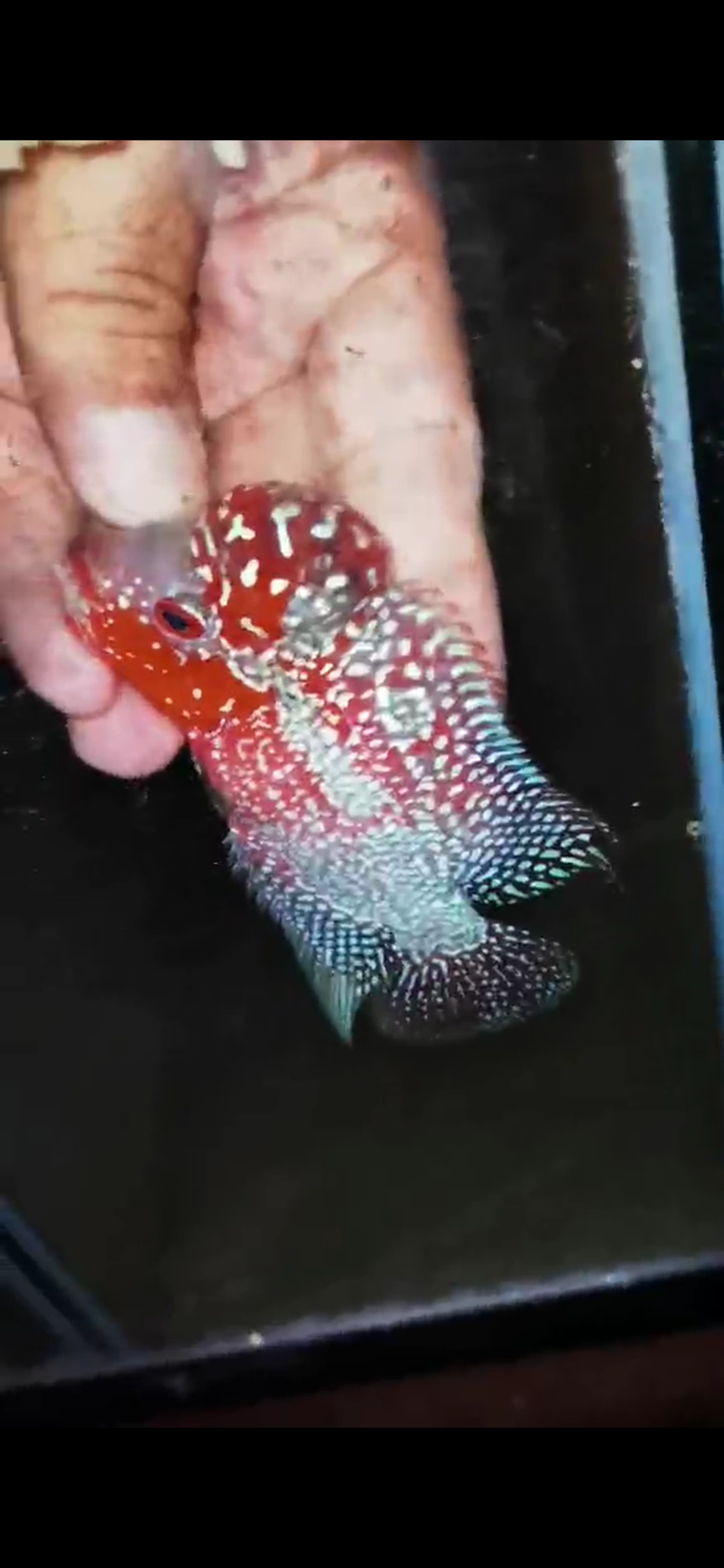 HQ Super Red Dragon Flowerhorn ( Male ) #03