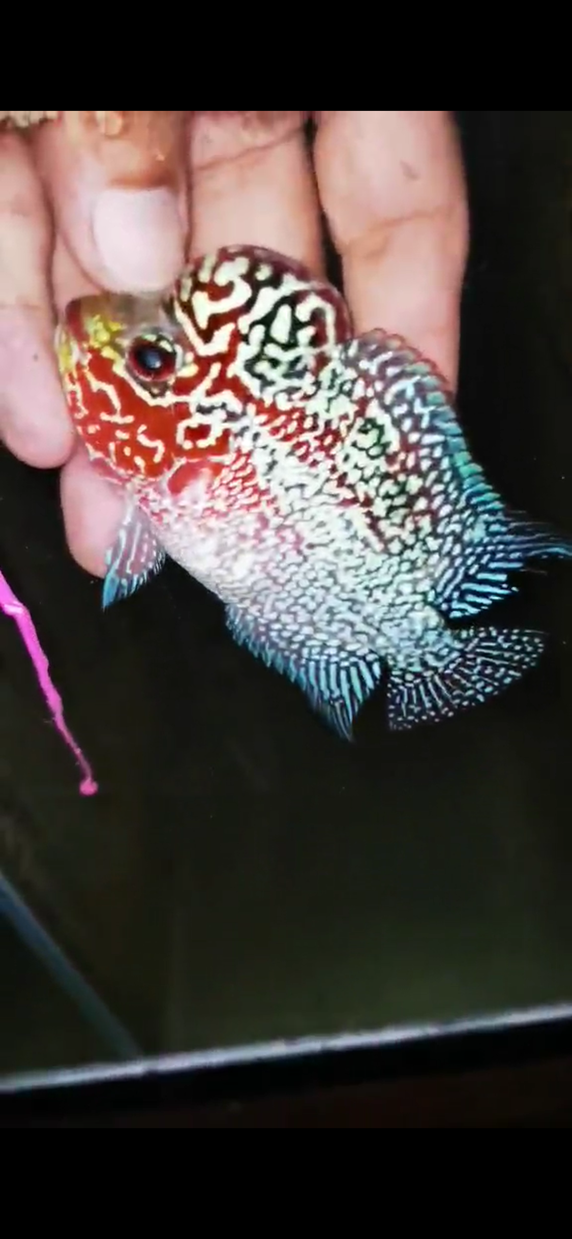 HQ Super Red Dragon Flowerhorn ( Male ) #11