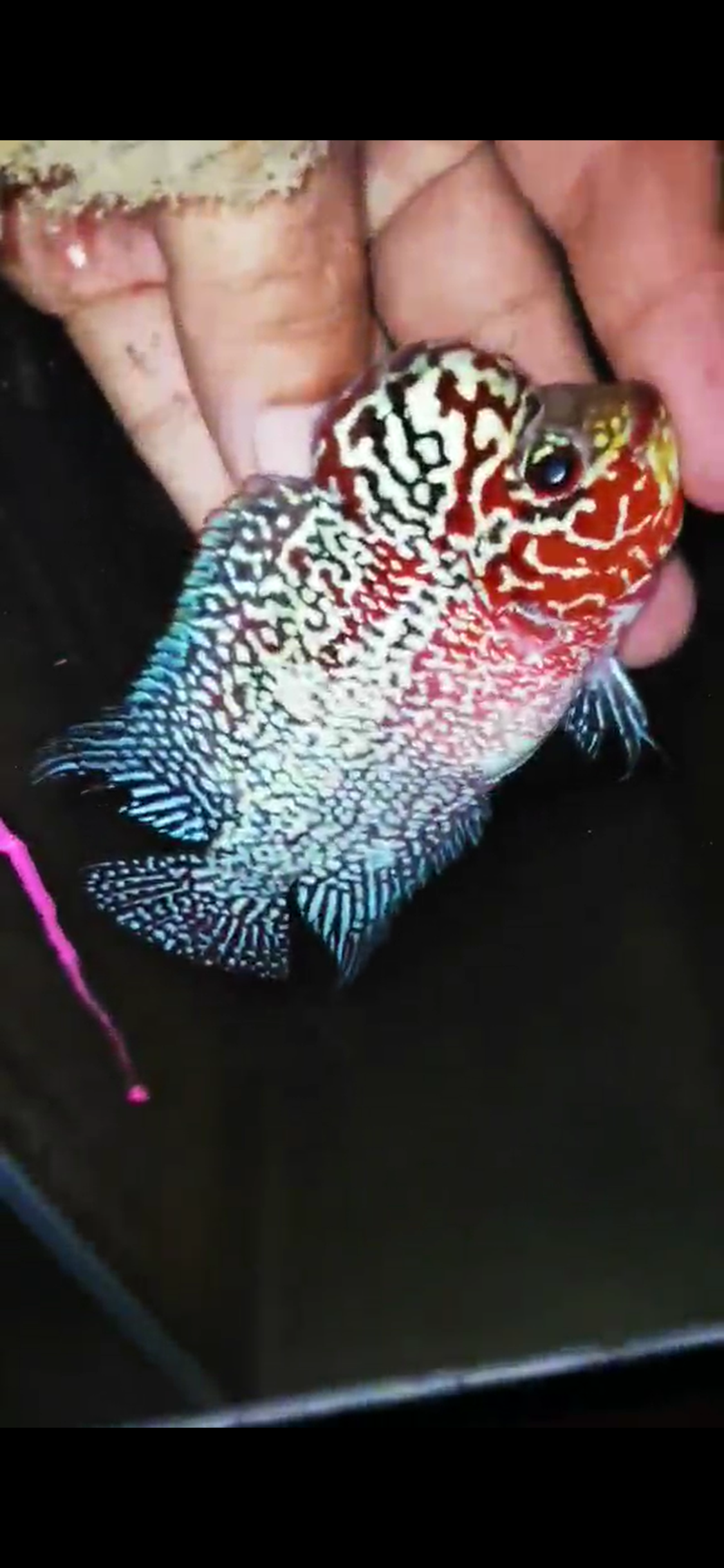 HQ Super Red Dragon Flowerhorn ( Male ) #11