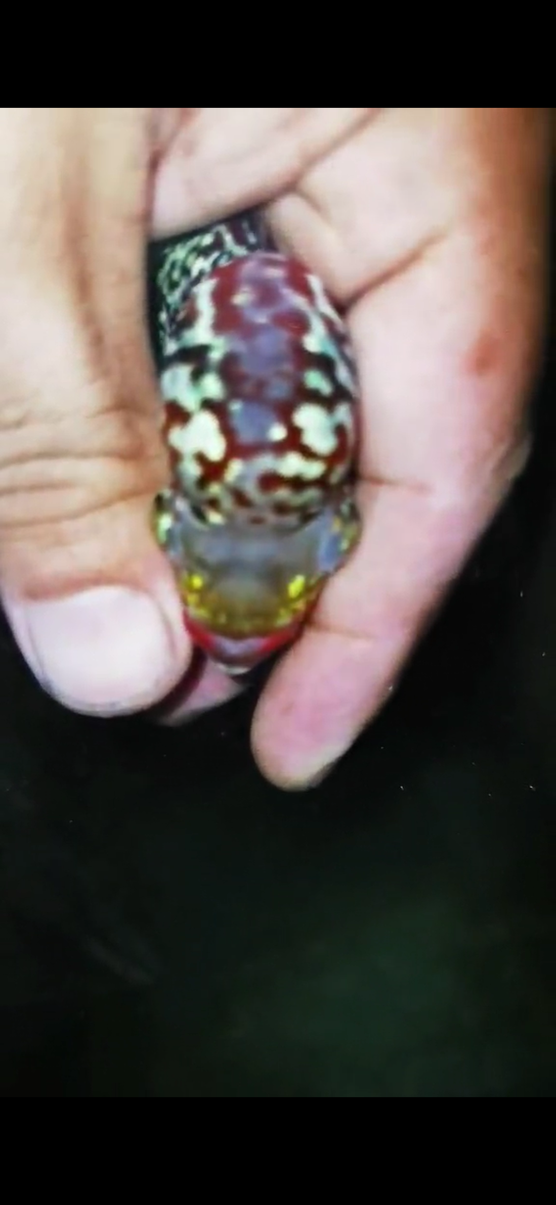 HQ Super Red Dragon Flowerhorn ( Male ) #11
