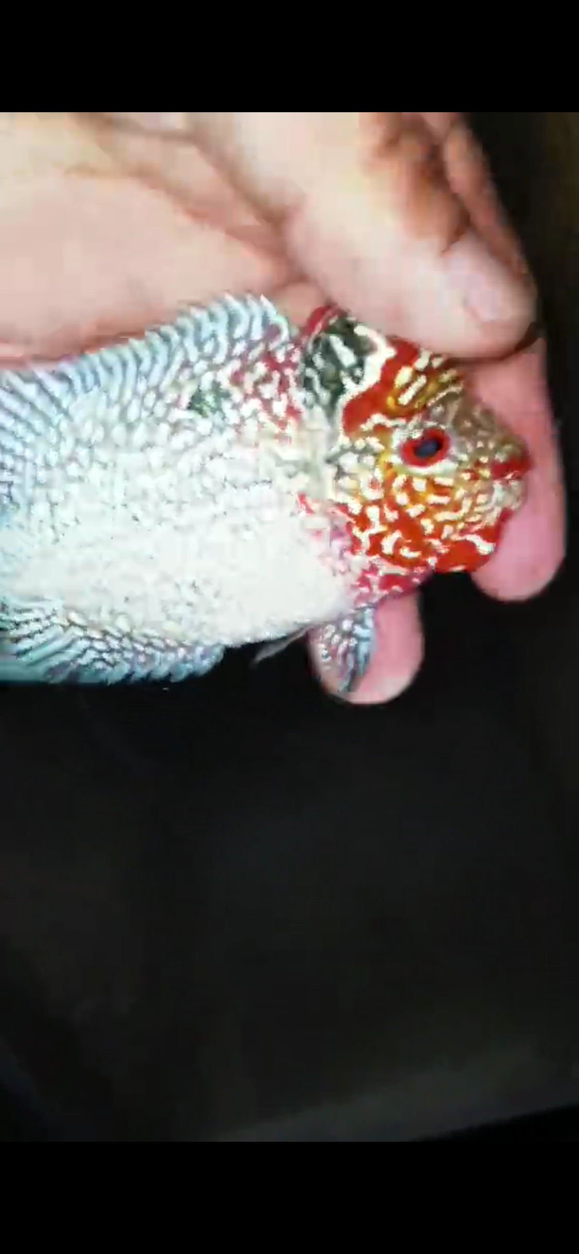 HQ Super Red Dragon Flowerhorn ( Male ) #07