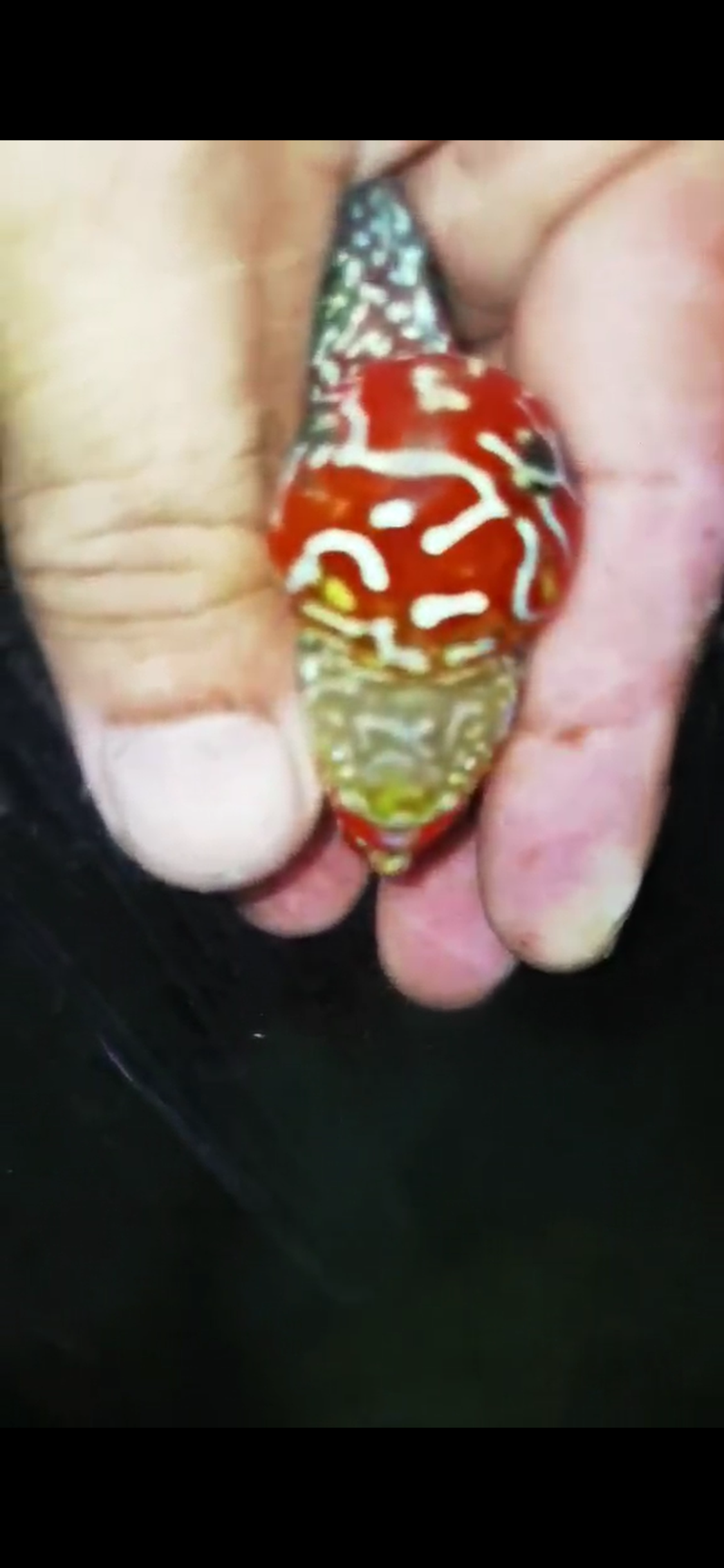 HQ Super Red Dragon Flowerhorn ( Male ) #07