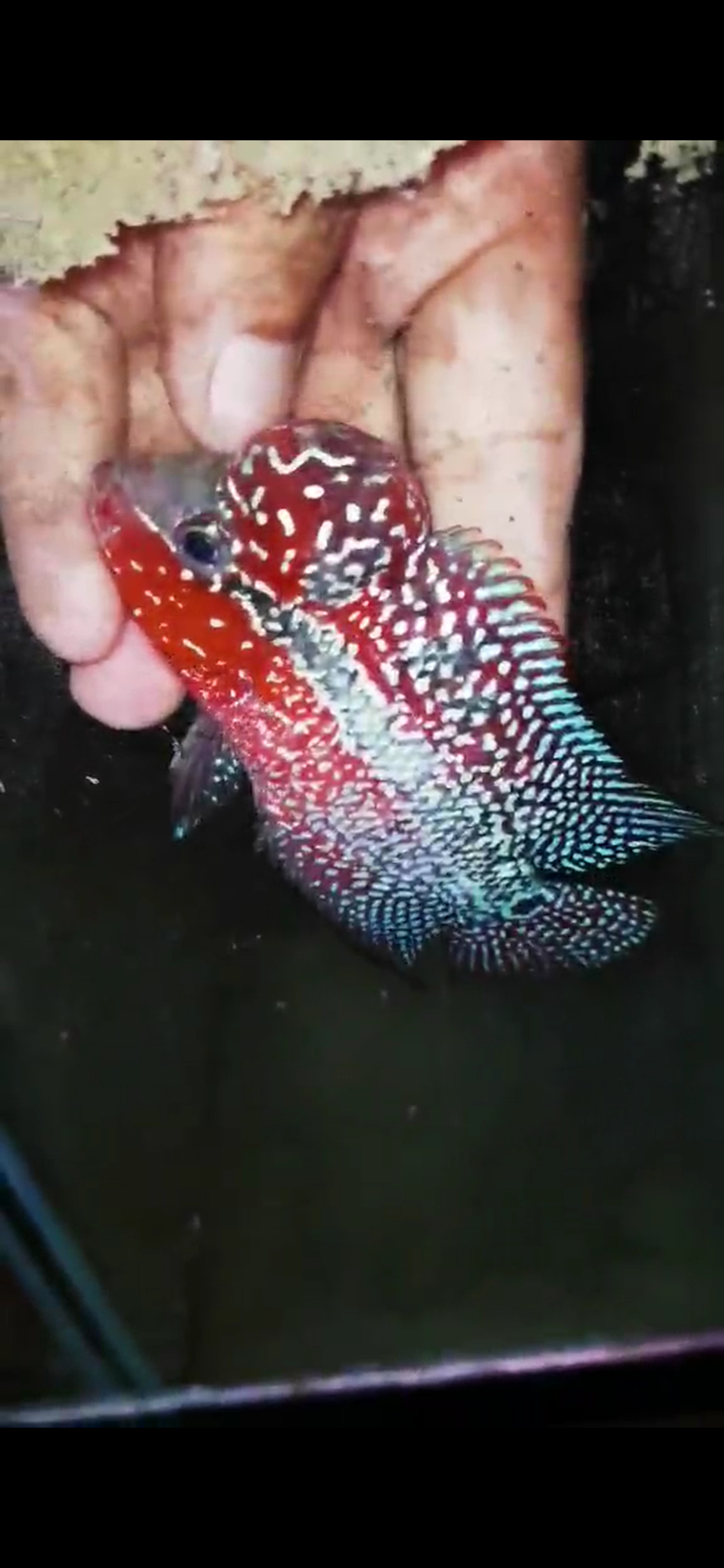 HQ Super Red Dragon Flowerhorn ( Male ) #01