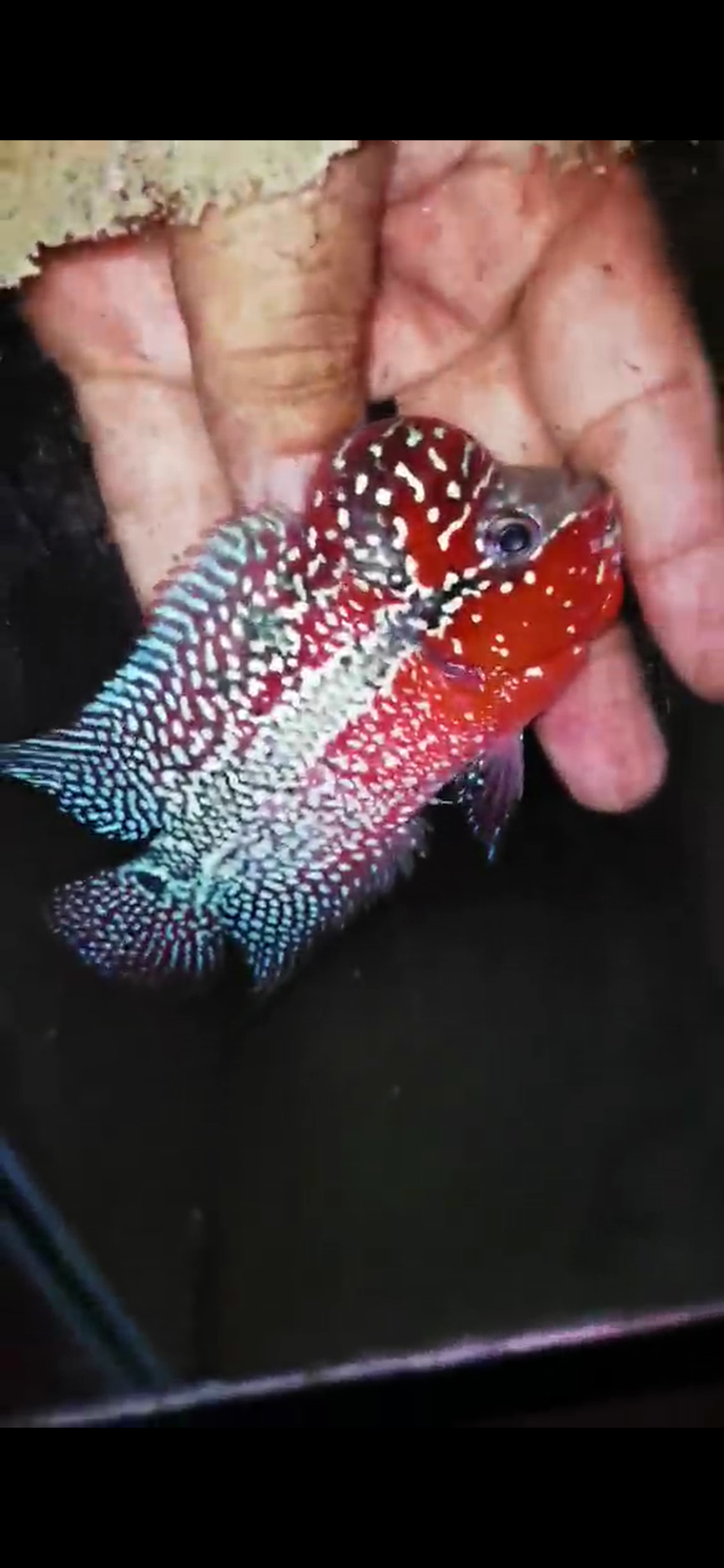 HQ Super Red Dragon Flowerhorn ( Male ) #01