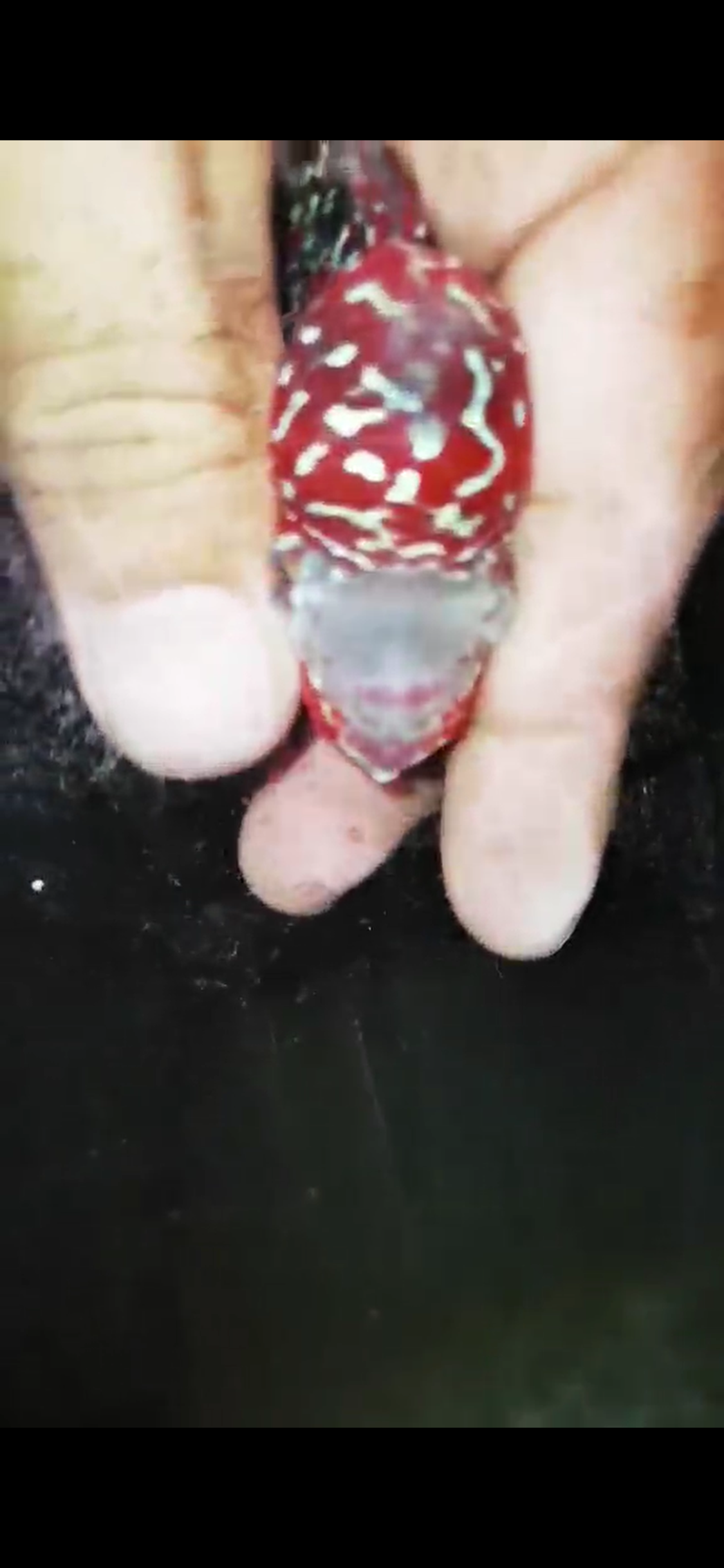HQ Super Red Dragon Flowerhorn ( Male ) #01