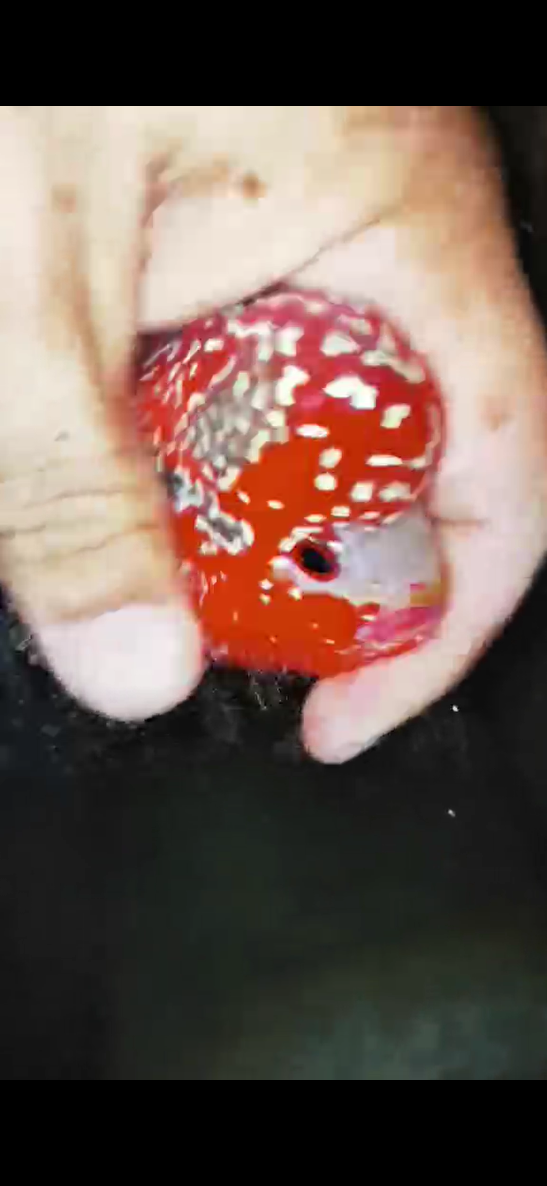 HQ Super Red Dragon Flowerhorn ( Male ) #02
