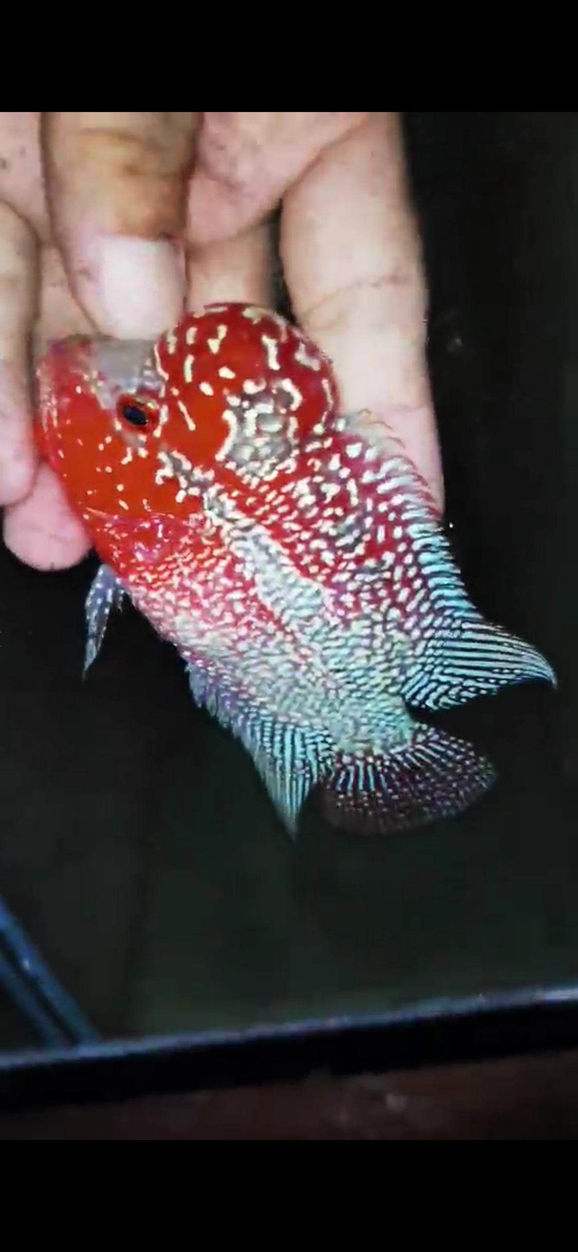 HQ Super Red Dragon Flowerhorn ( Male ) #02