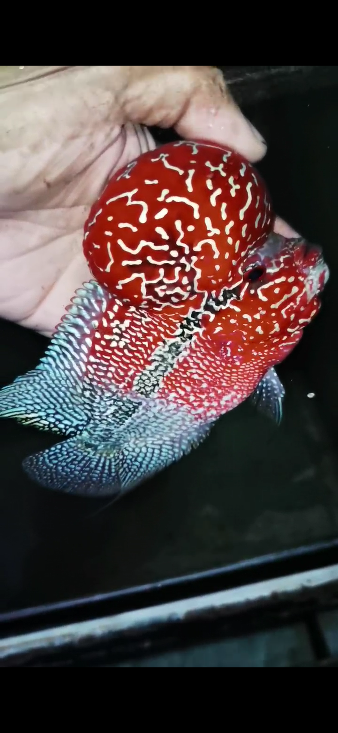 Competition Grade Super Red Dragon Flowerhorn ( Male ) #C1
