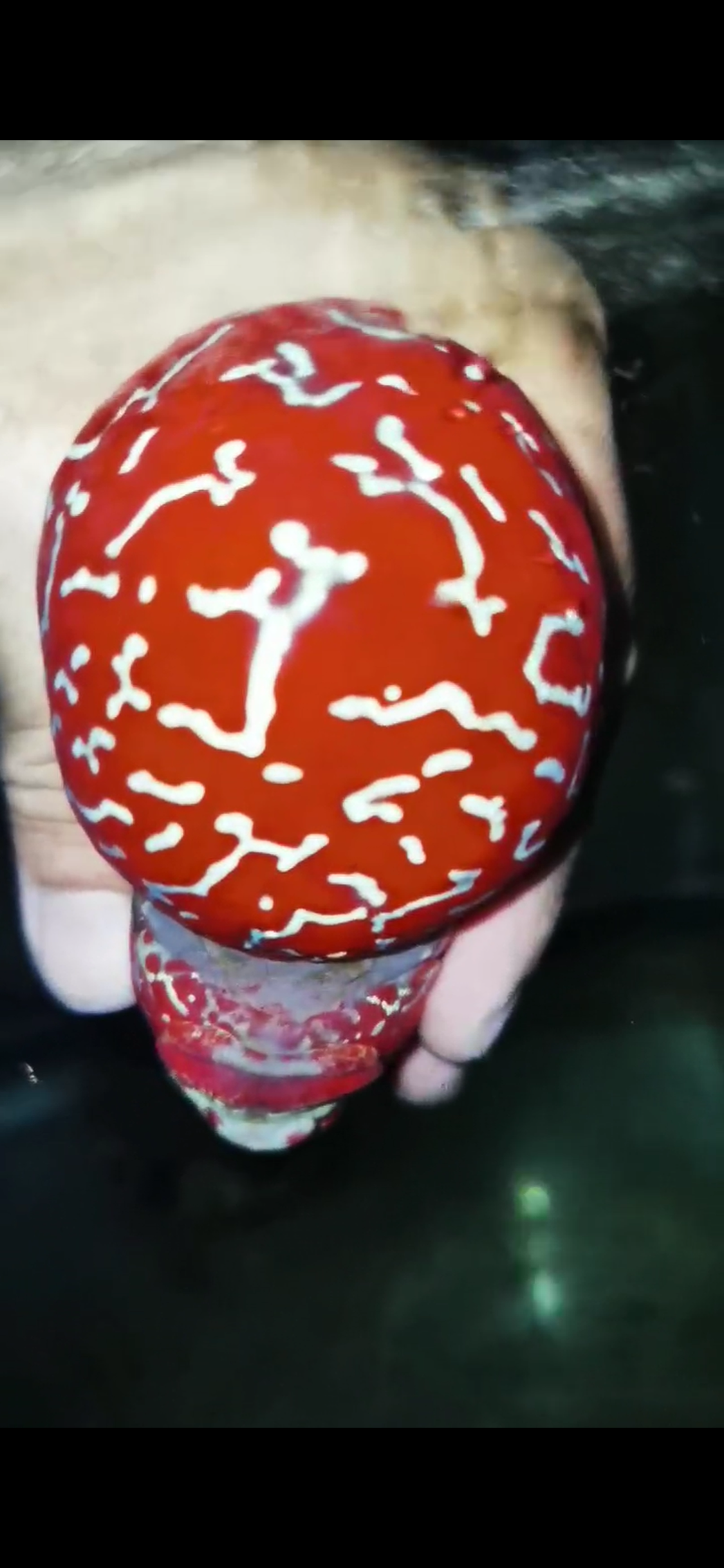 Competition Grade Super Red Dragon Flowerhorn ( Male ) #C1