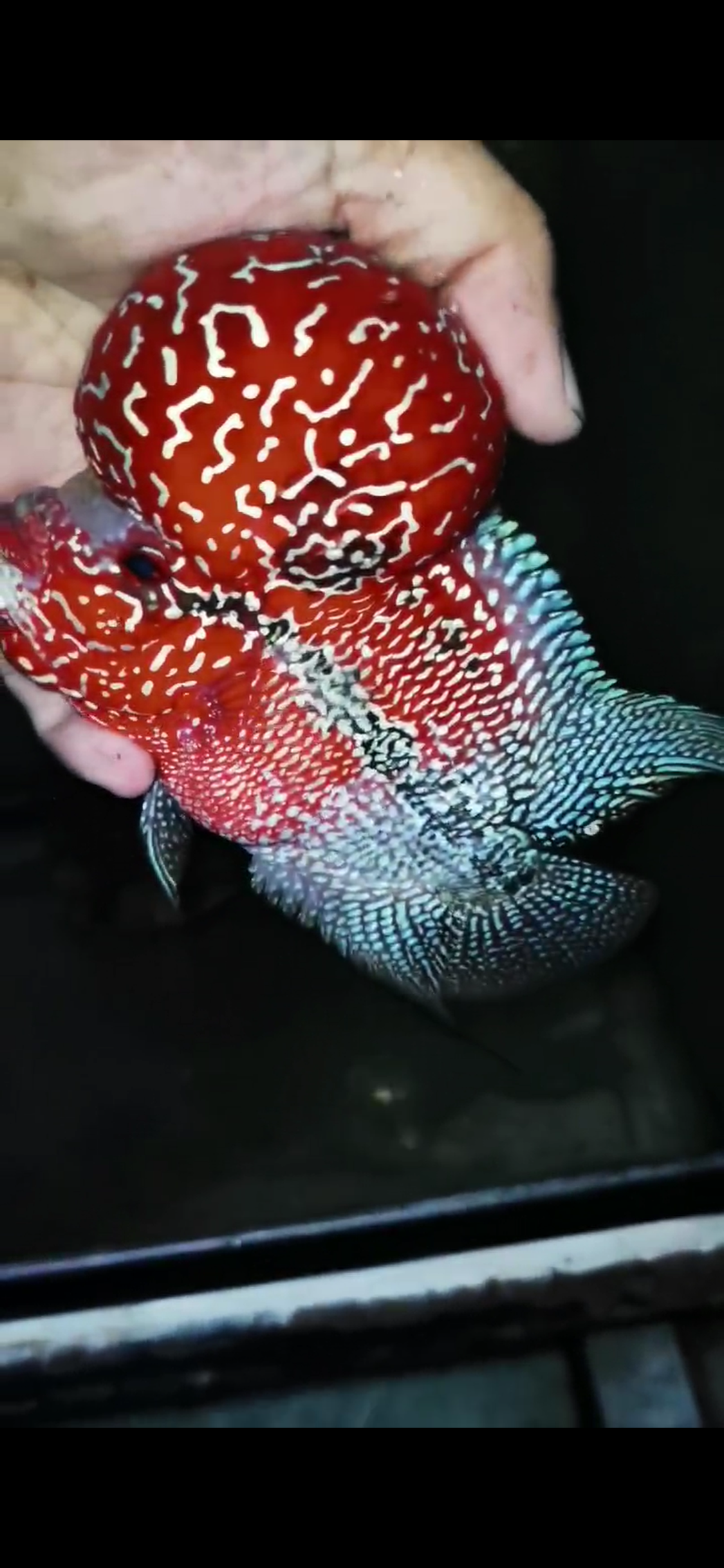 Competition Grade Super Red Dragon Flowerhorn ( Male ) #C1