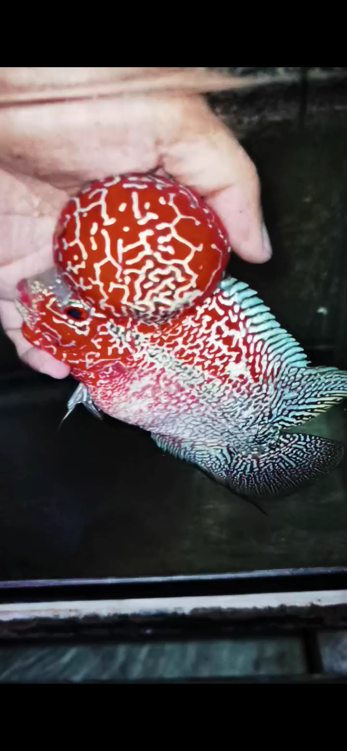 Competition Grade Super Red Dragon Flowerhorn ( Male ) #C2
