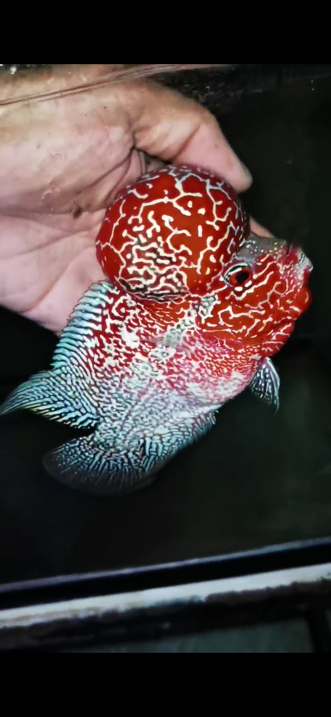 Competition Grade Super Red Dragon Flowerhorn ( Male ) #C2
