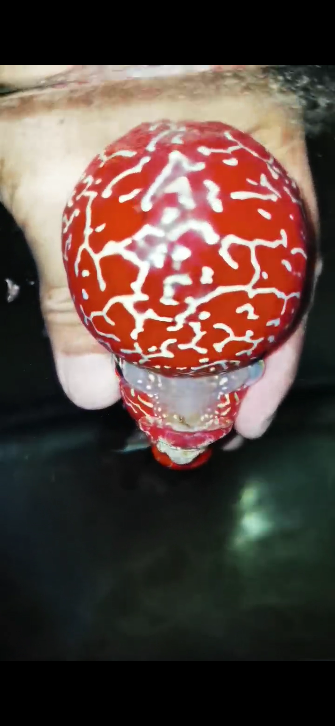 Competition Grade Super Red Dragon Flowerhorn ( Male ) #C2