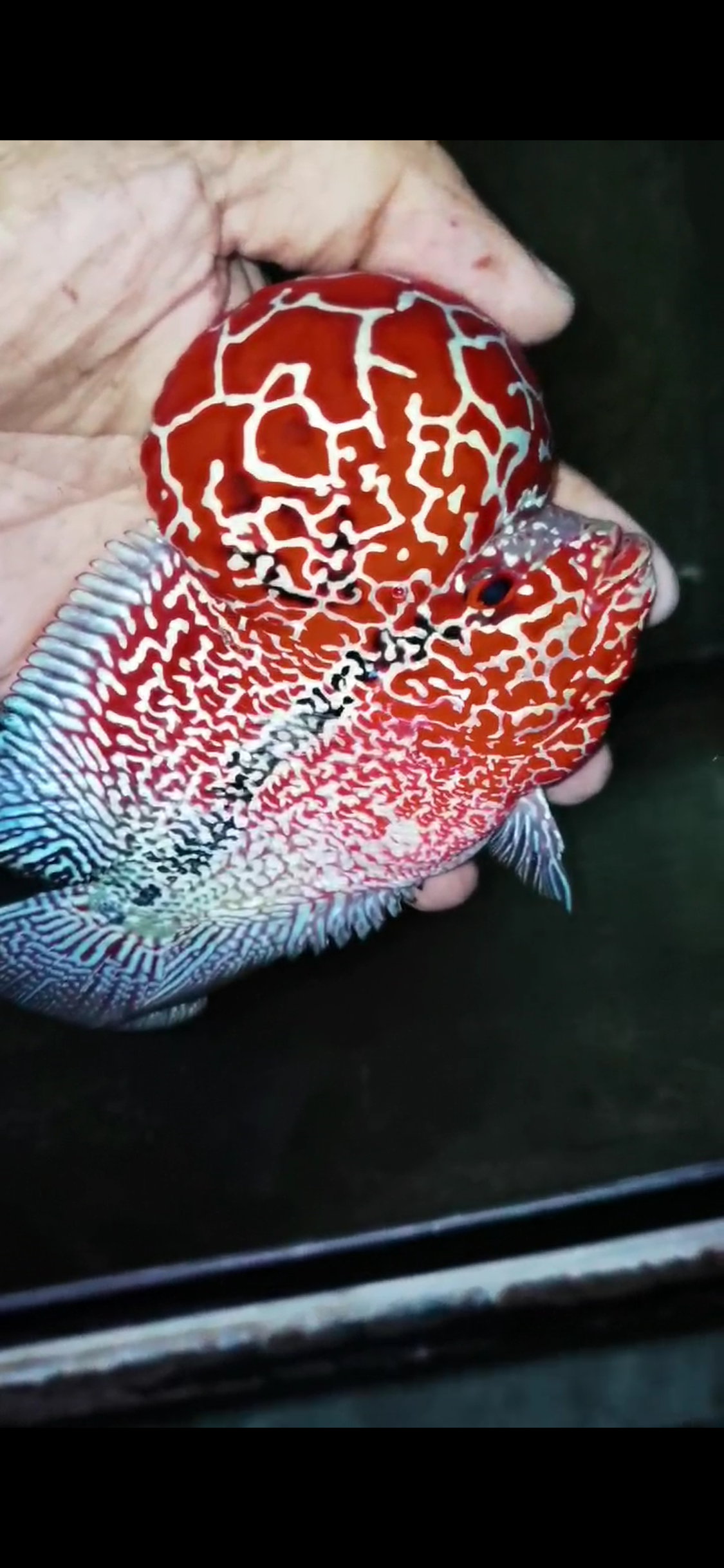 Competition Grade Super Red Dragon Flowerhorn ( Male ) #C3
