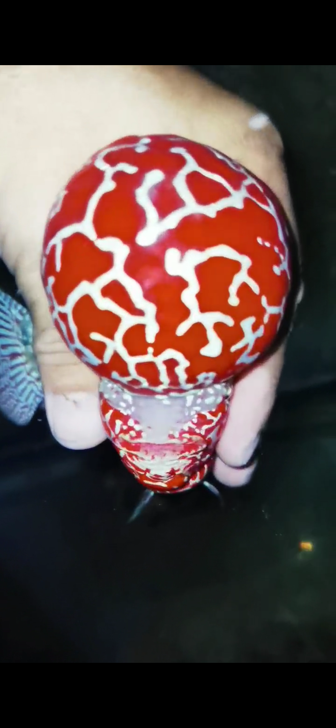 Competition Grade Super Red Dragon Flowerhorn ( Male ) #C3