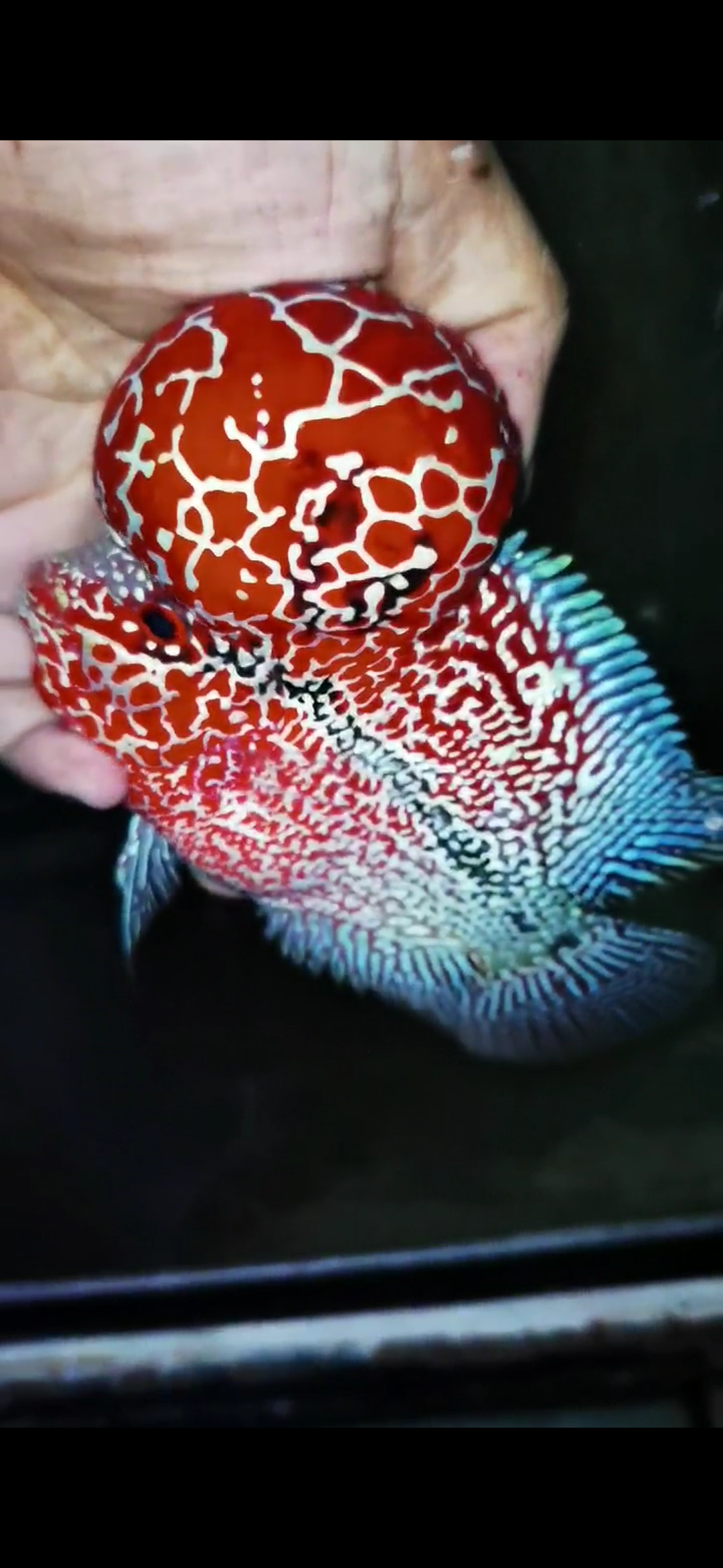 Competition Grade Super Red Dragon Flowerhorn ( Male ) #C3