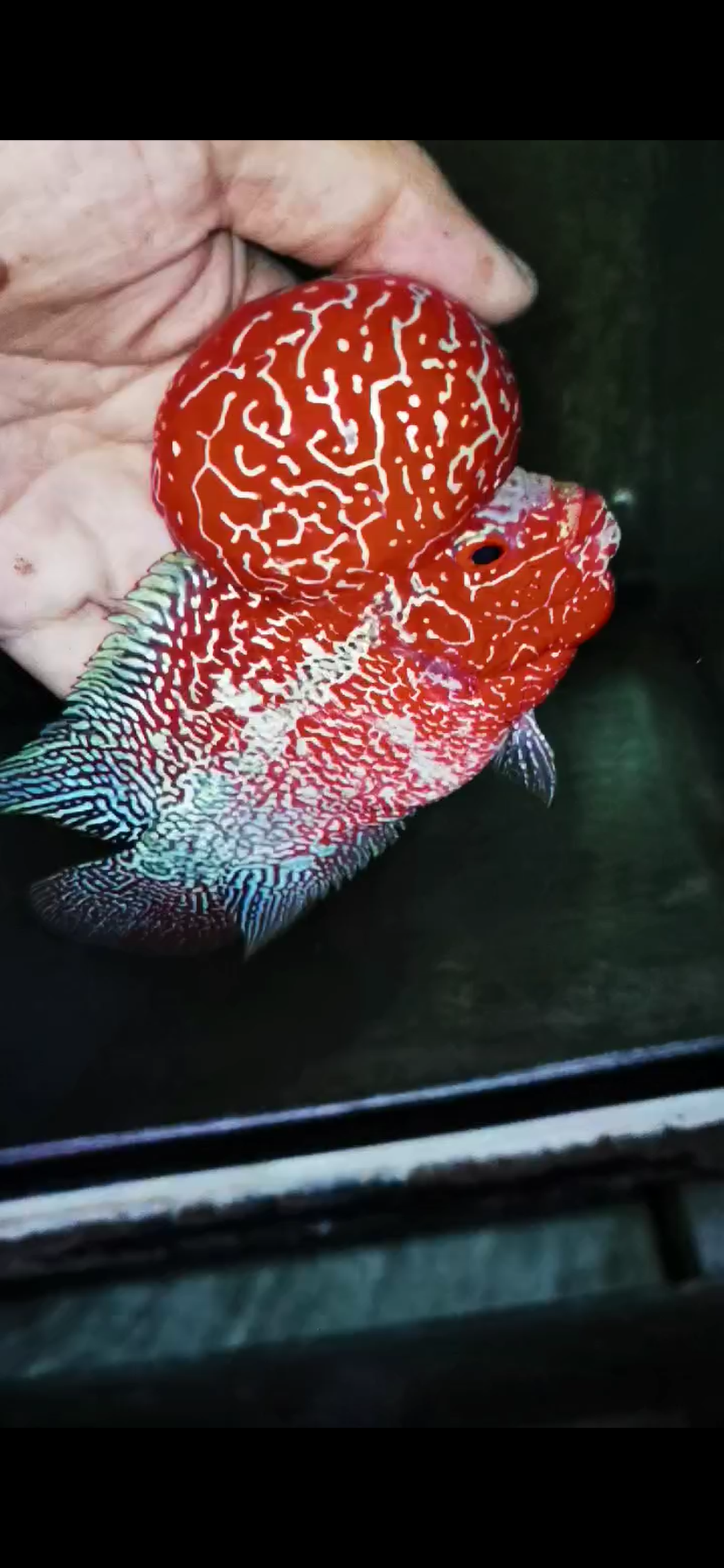Competition Grade Super Red Dragon Flowerhorn ( Male ) #C4