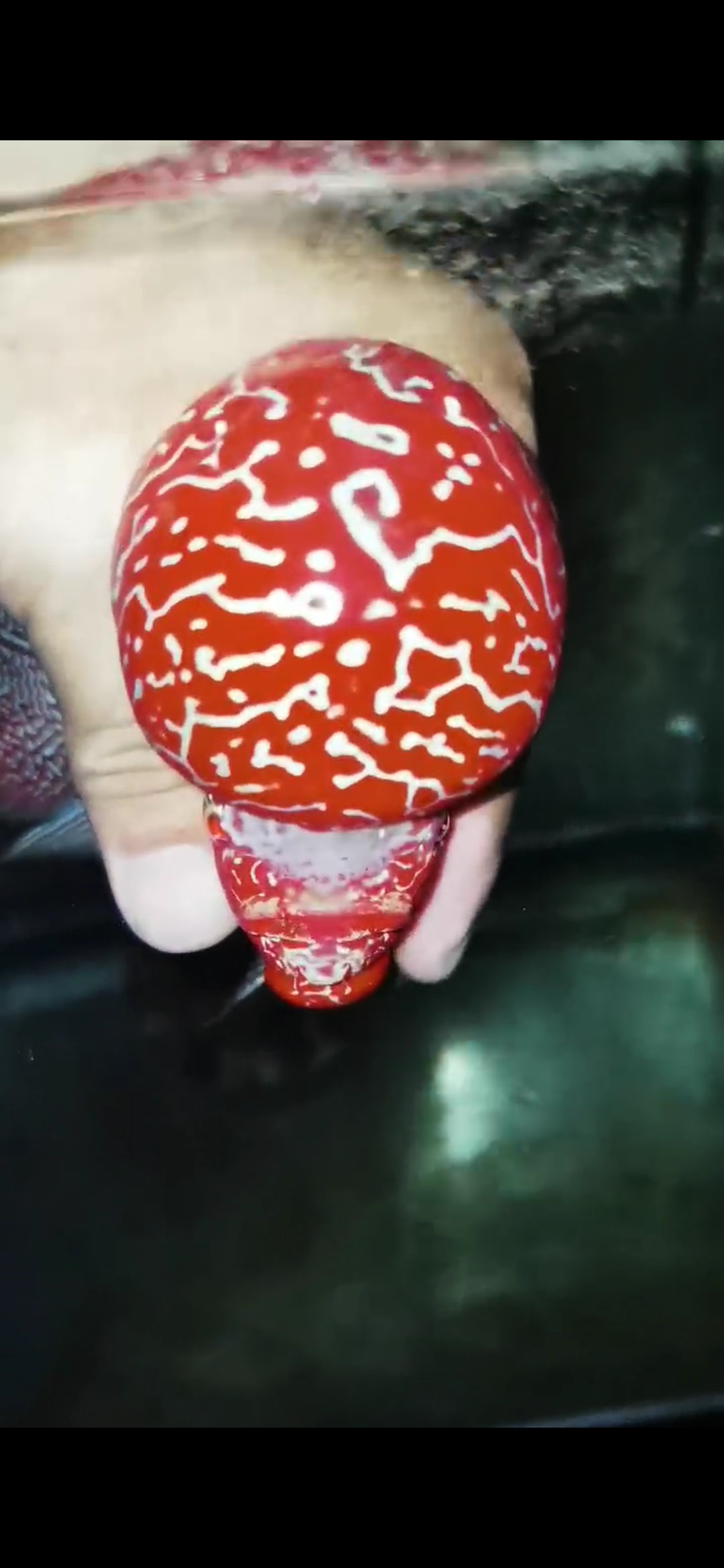 Competition Grade Super Red Dragon Flowerhorn ( Male ) #C4