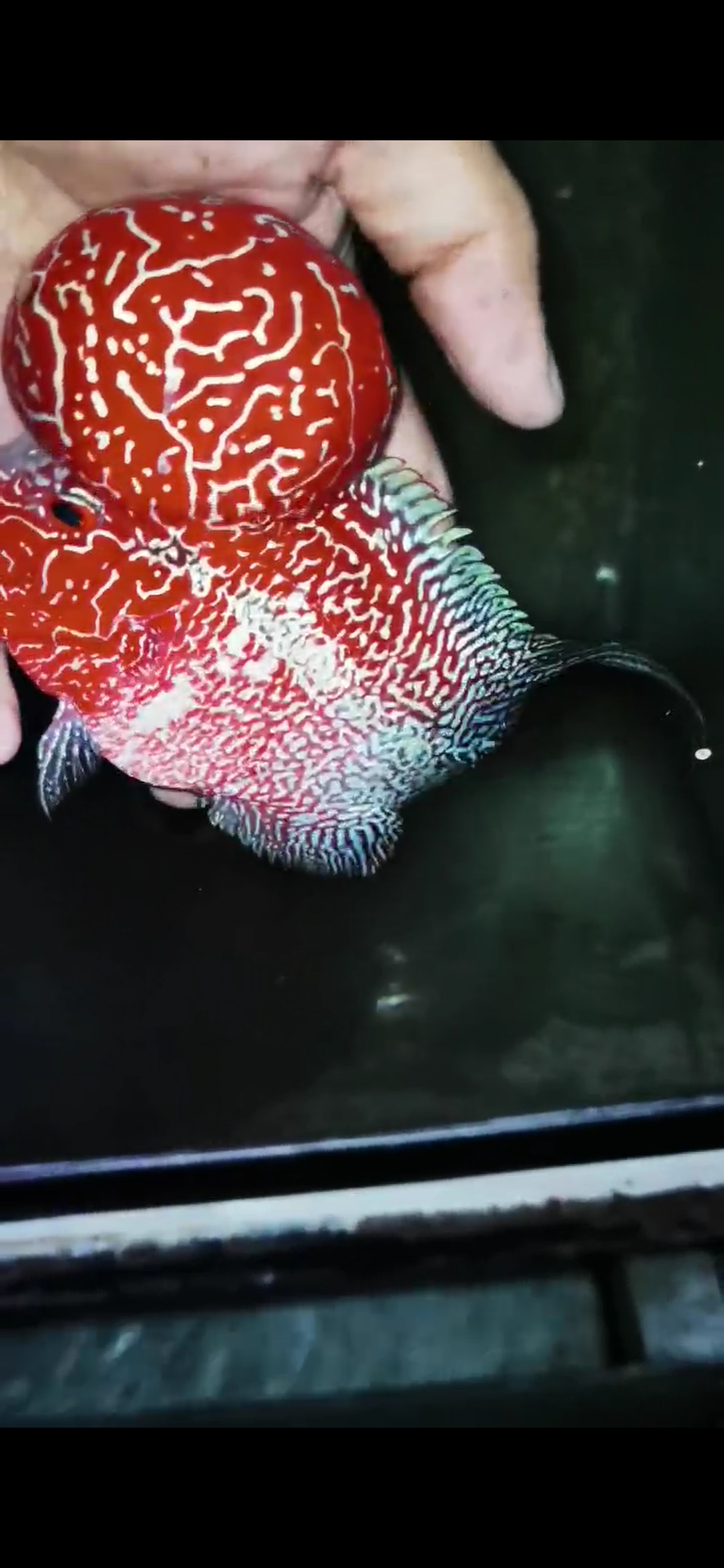 Competition Grade Super Red Dragon Flowerhorn ( Male ) #C4