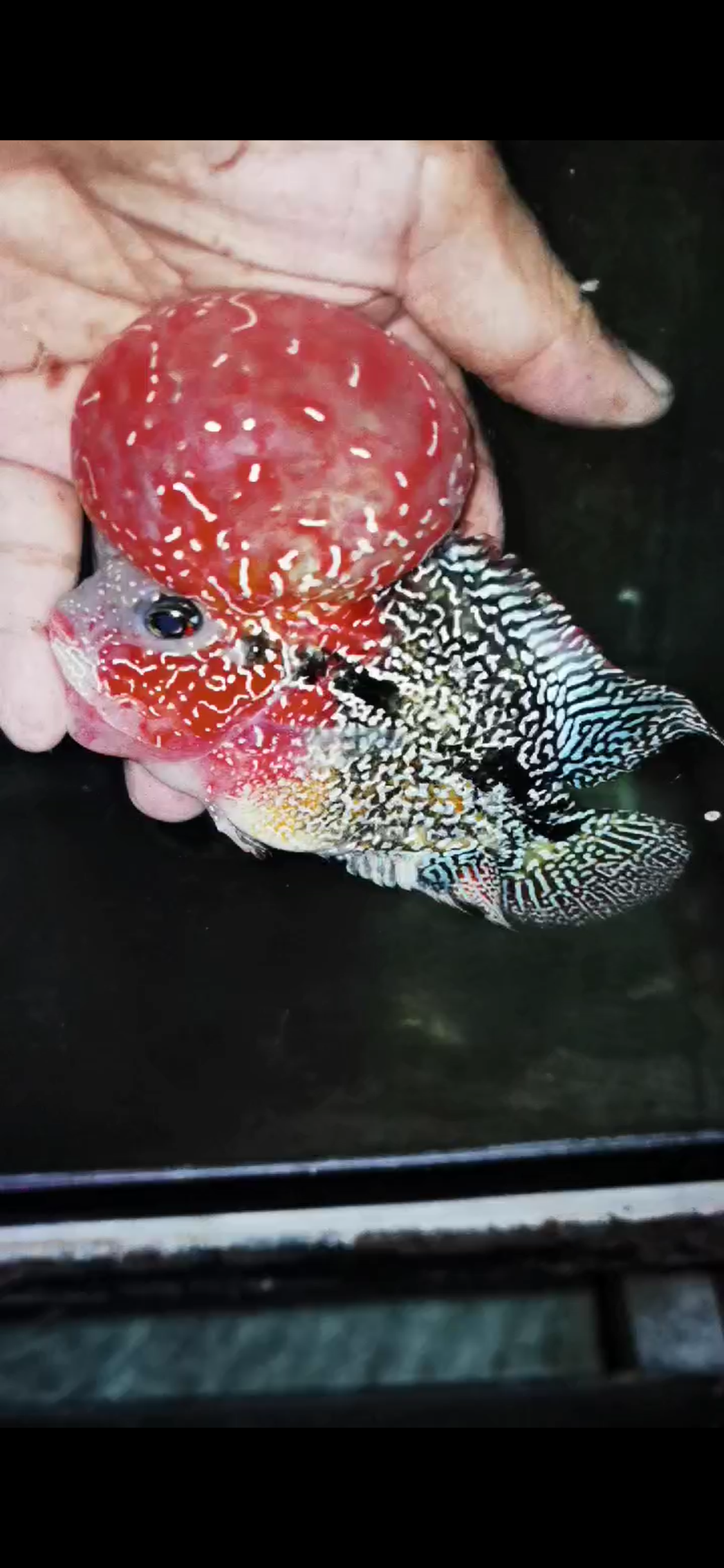 Competition Grade Super Red Dragon Flowerhorn ( Male ) #C5 2tone