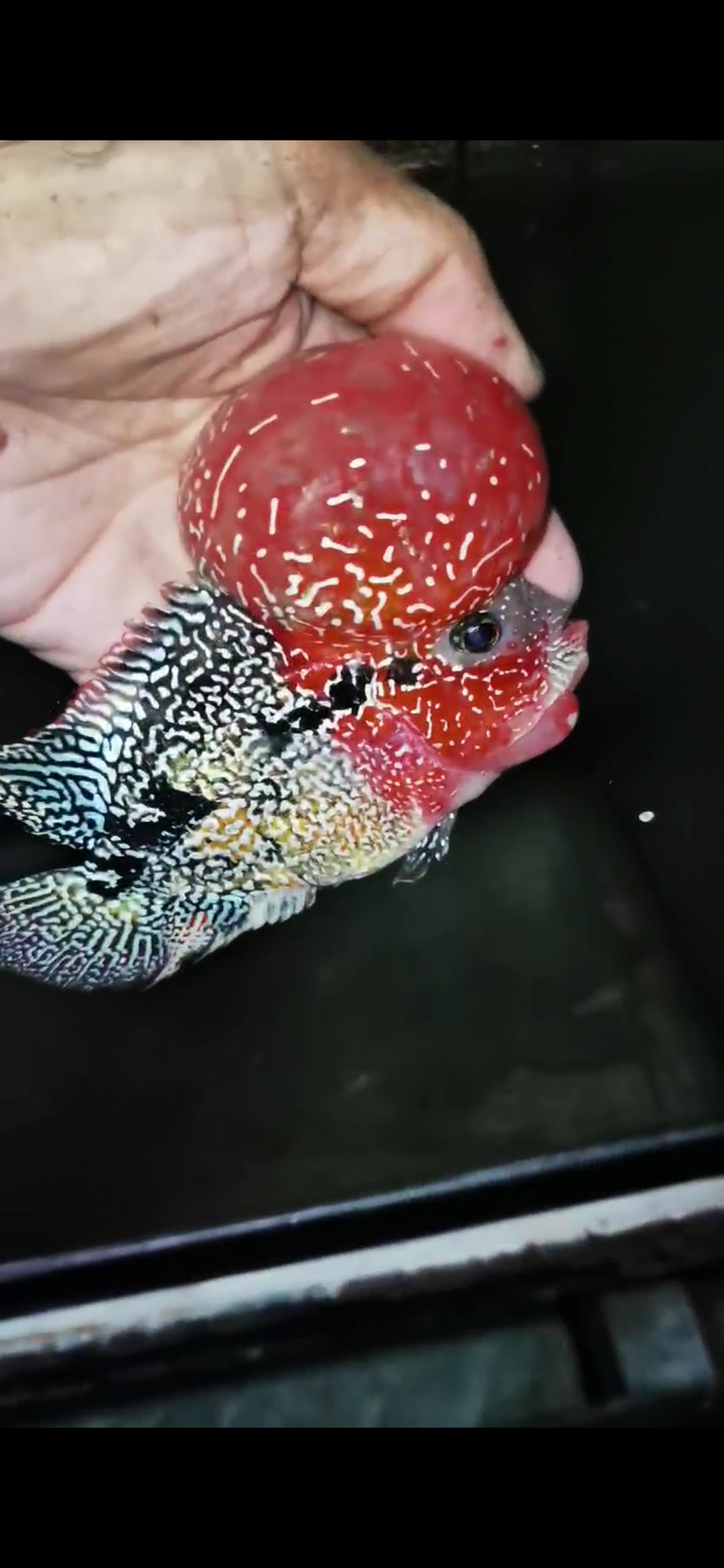 Competition Grade Super Red Dragon Flowerhorn ( Male ) #C5 2tone