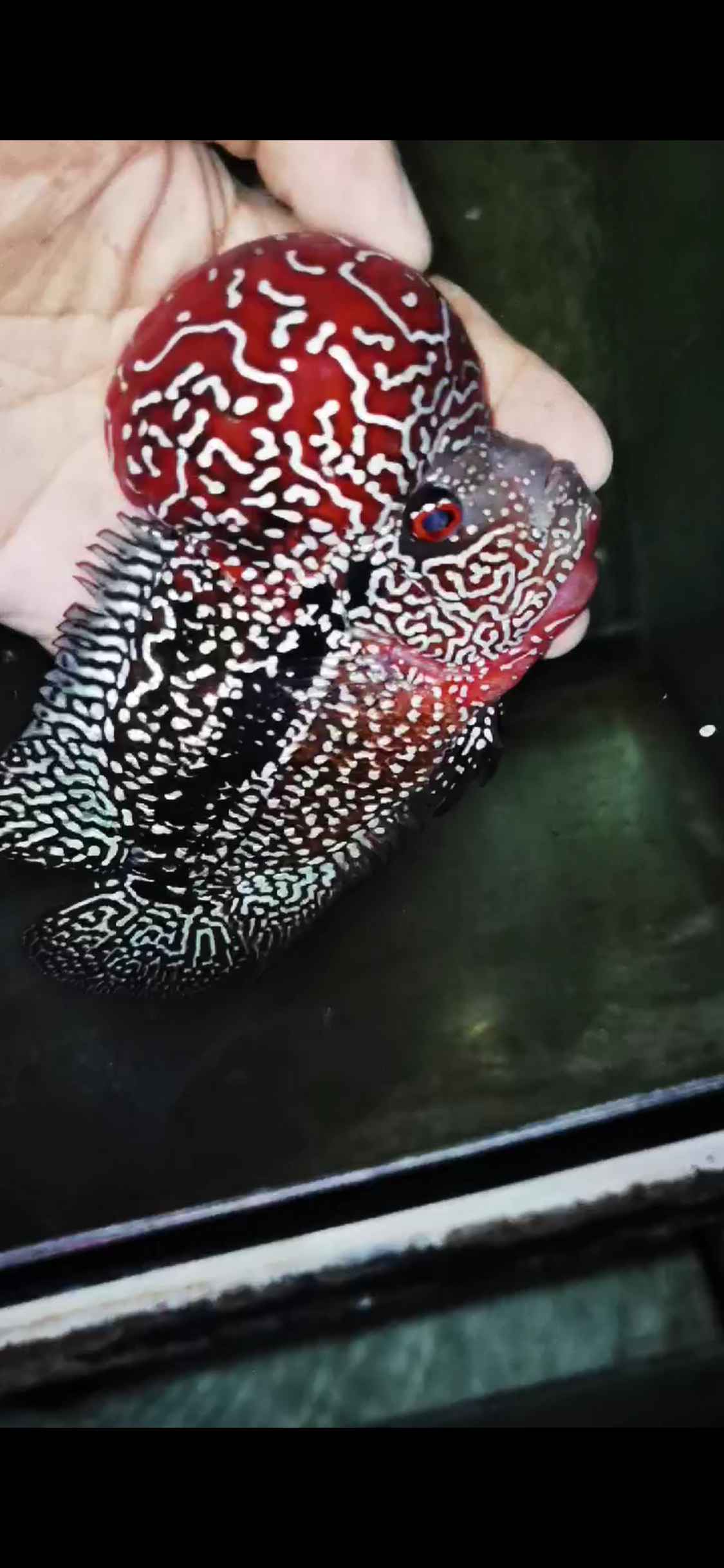 Competition Grade Super Red Dragon Flowerhorn ( Male ) #C6 Black Shadow