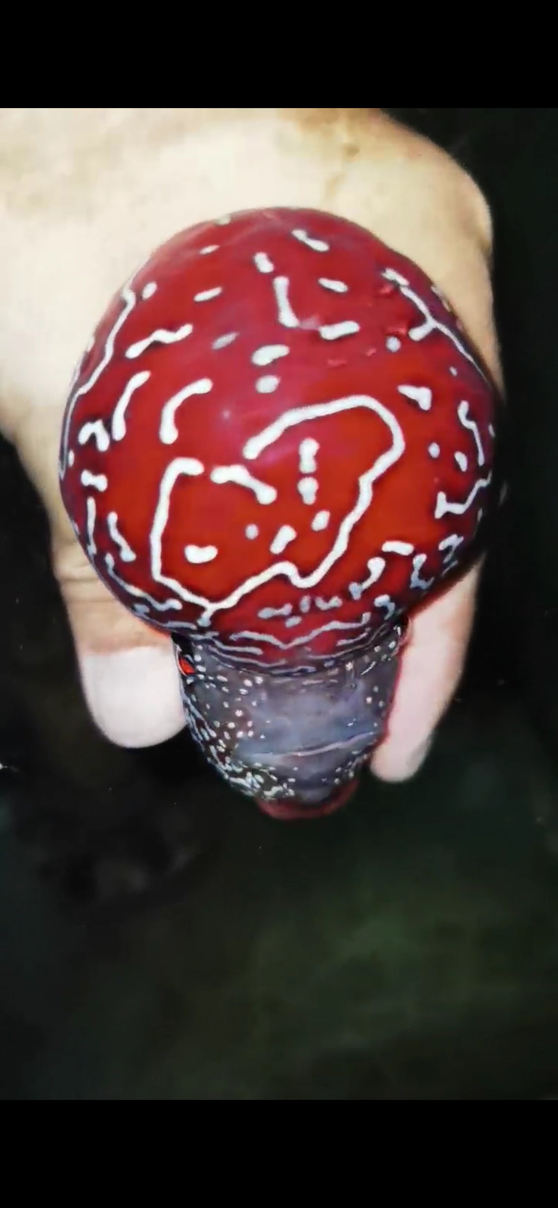 Competition Grade Super Red Dragon Flowerhorn ( Male ) #C6 Black Shadow