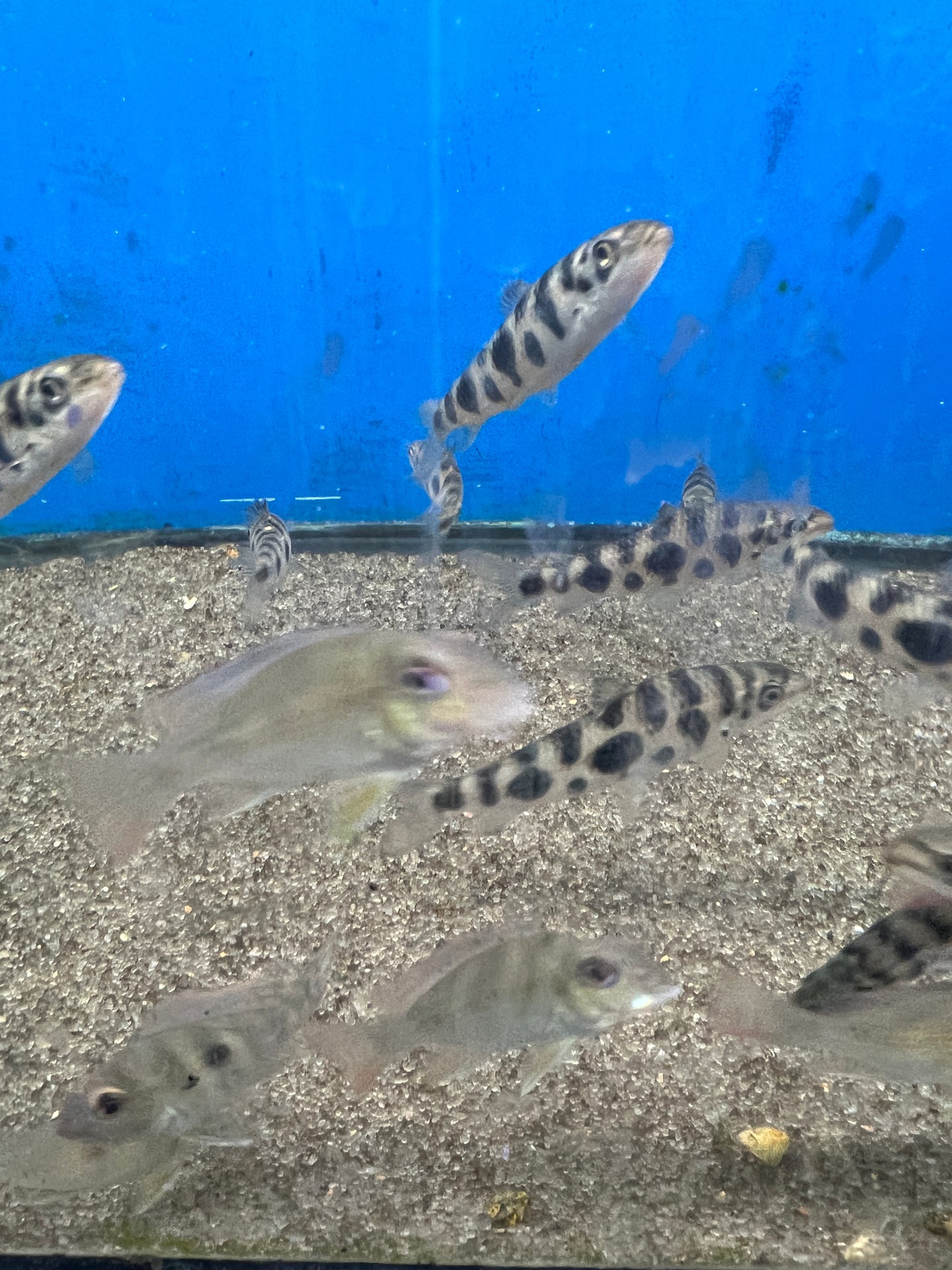 Leporinus Octomaculatus 3"