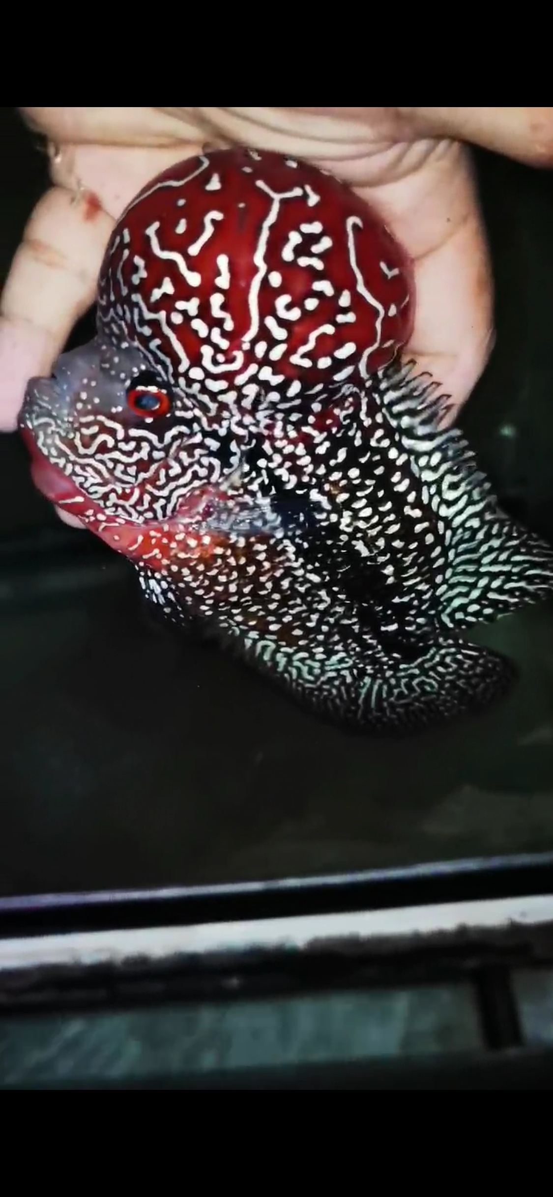 Competition Grade Super Red Dragon Flowerhorn ( Male ) #C6 Black Shadow