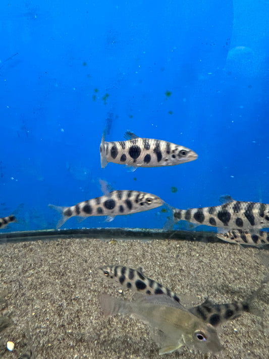 Leporinus Octomaculatus 3"