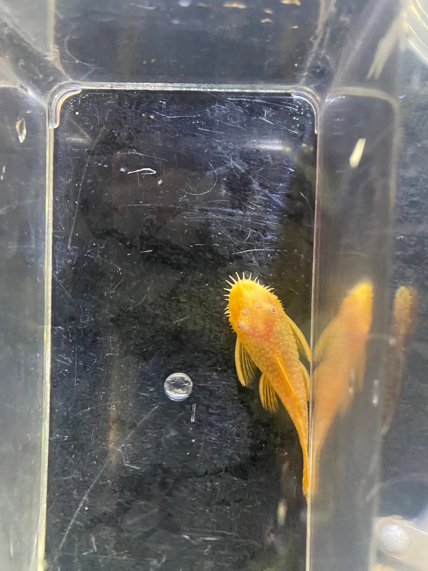 Albino BristleNose Plecos 2.5"