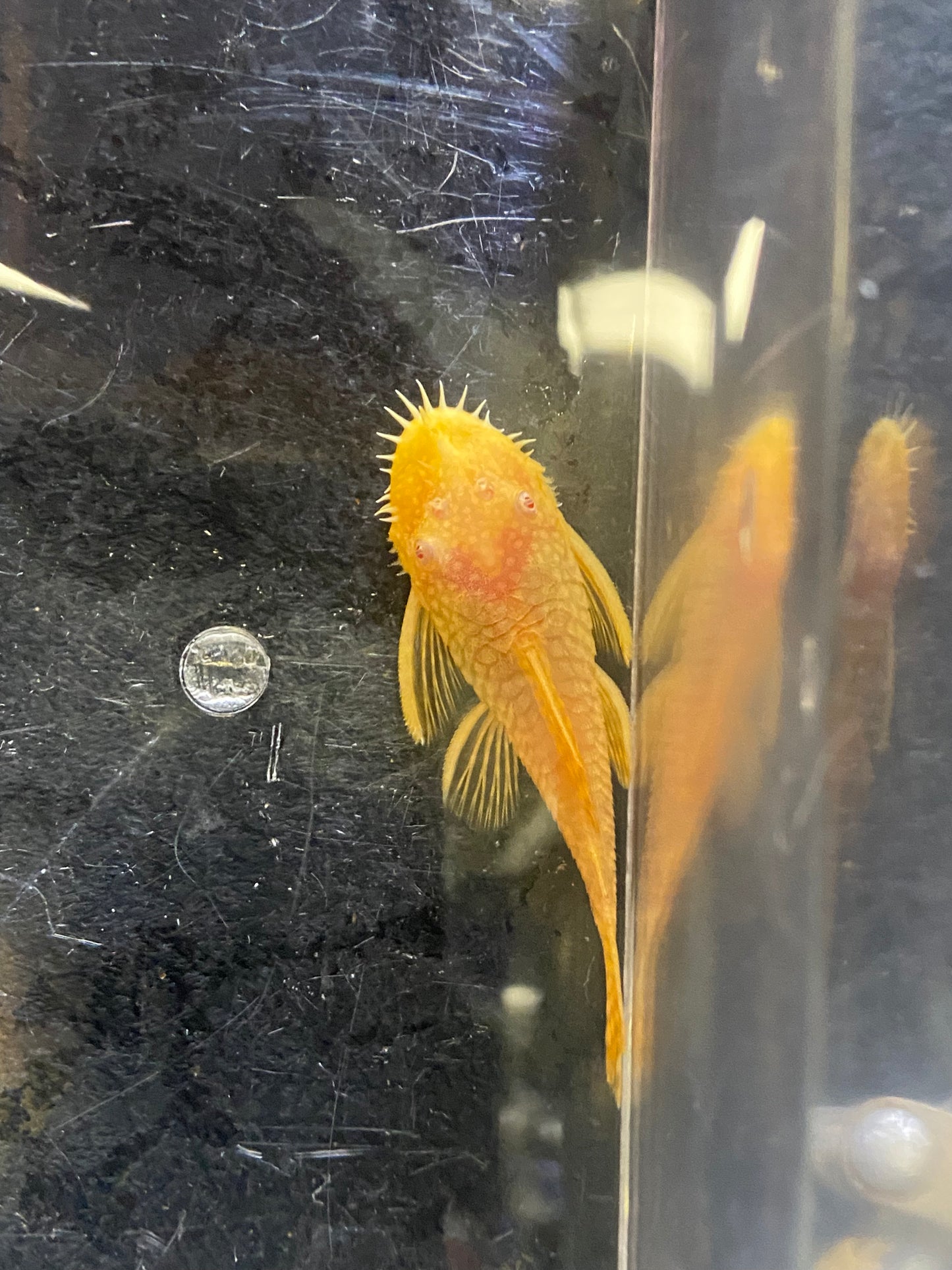 Albino BristleNose Plecos 2.5"
