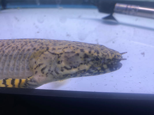Ornate Bichir 7-9"