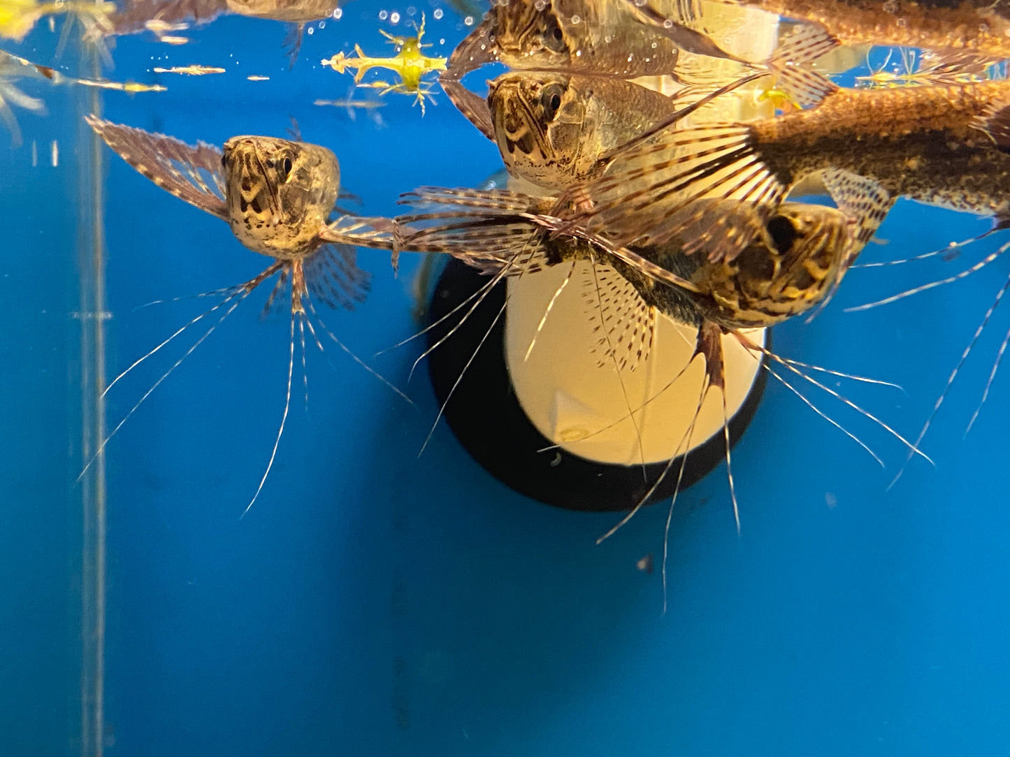 African Butterfly Fish