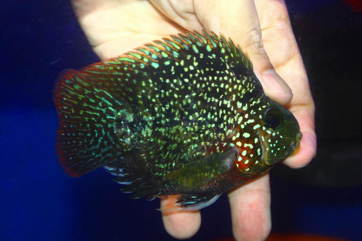 Crystal Parrot Female ( egg layer )