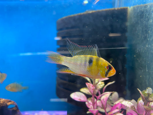 German Blue Ram 1.5"