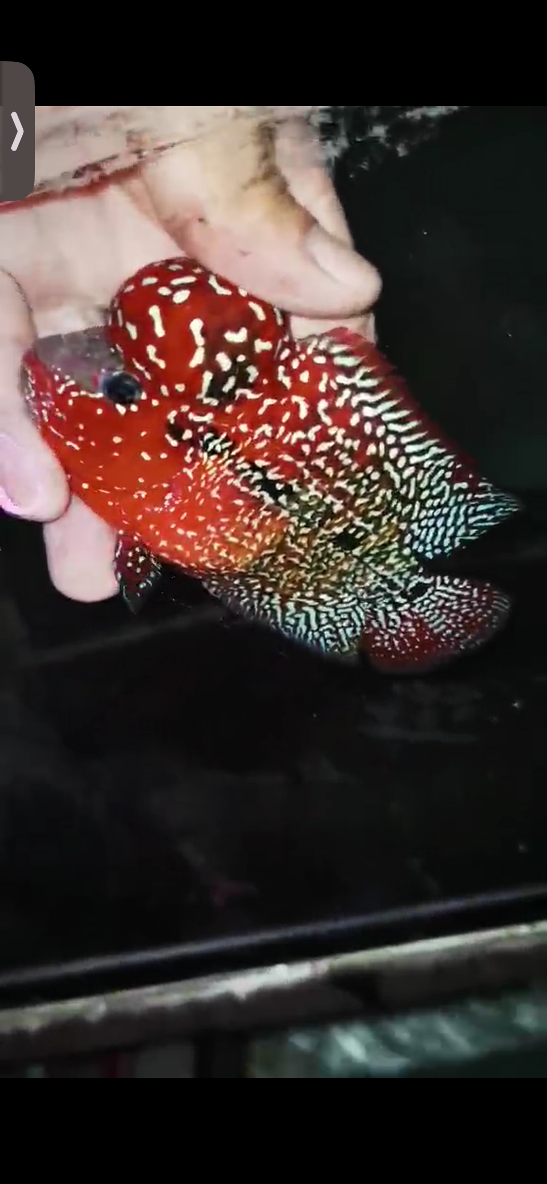 High Quality Kamfa Flowerhorn ( Male ) H-10
