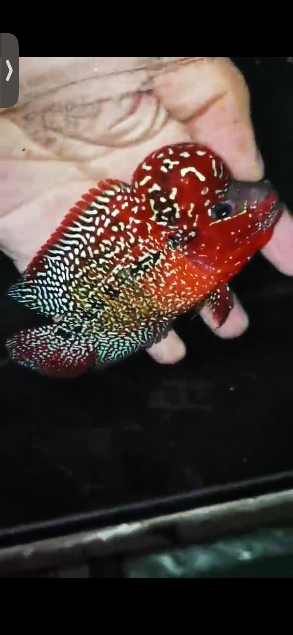 High Quality Kamfa Flowerhorn ( Male ) H-10