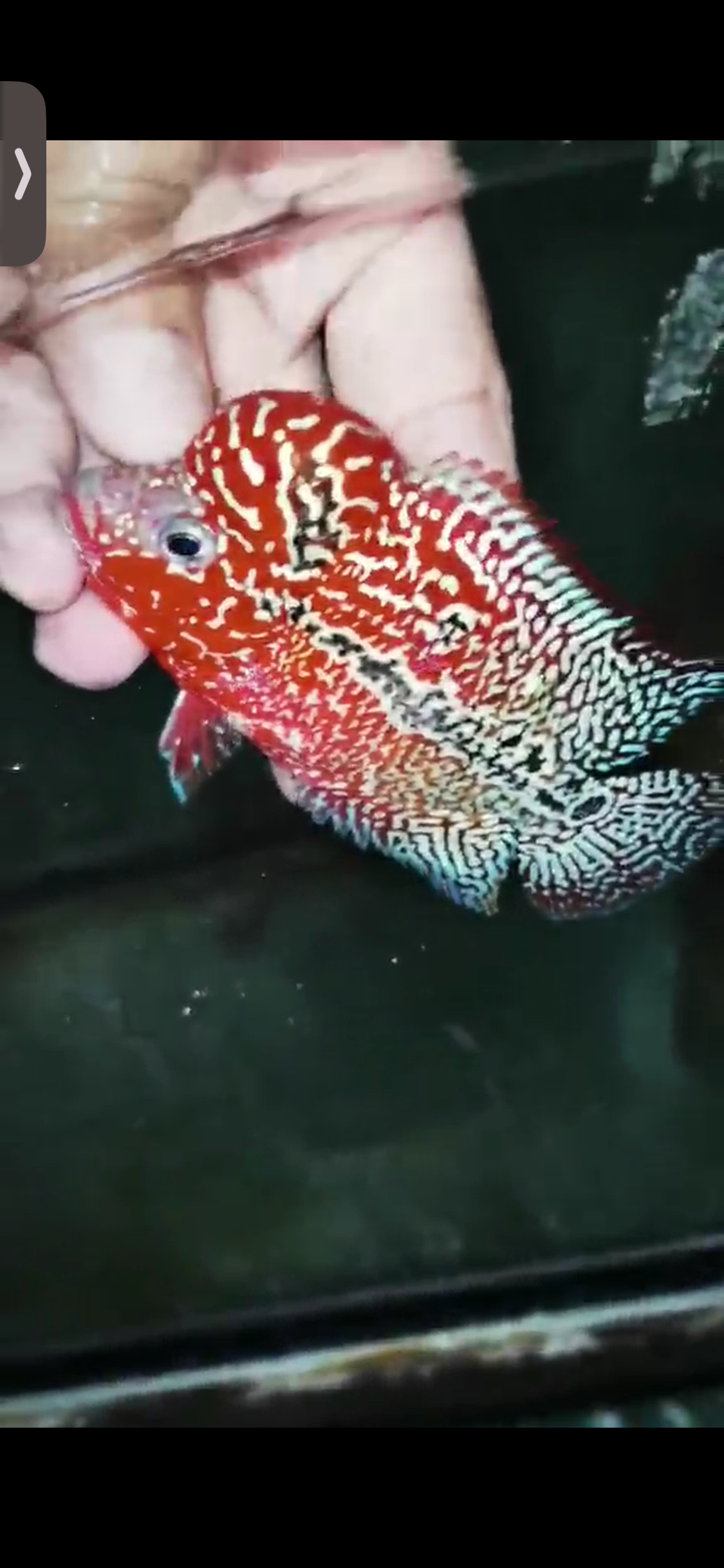 High Quality Kamfa Flowerhorn ( Male ) H-08