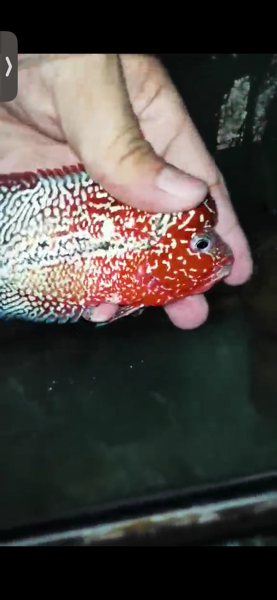 High Quality Kamfa Flowerhorn ( Male ) H-08