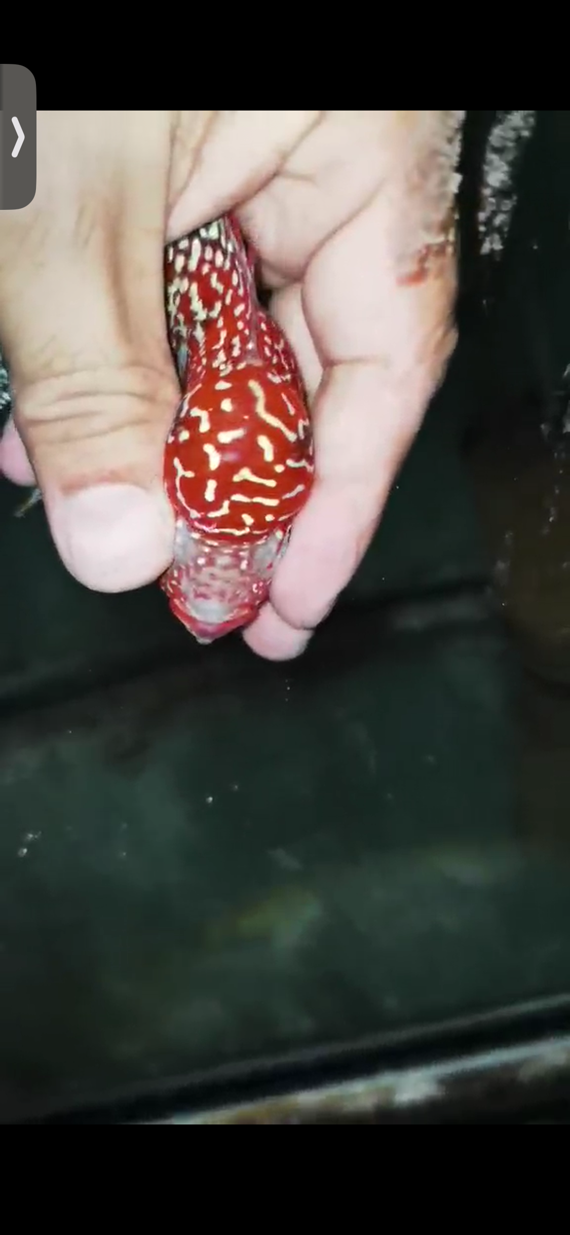 High Quality Kamfa Flowerhorn ( Male ) H-08