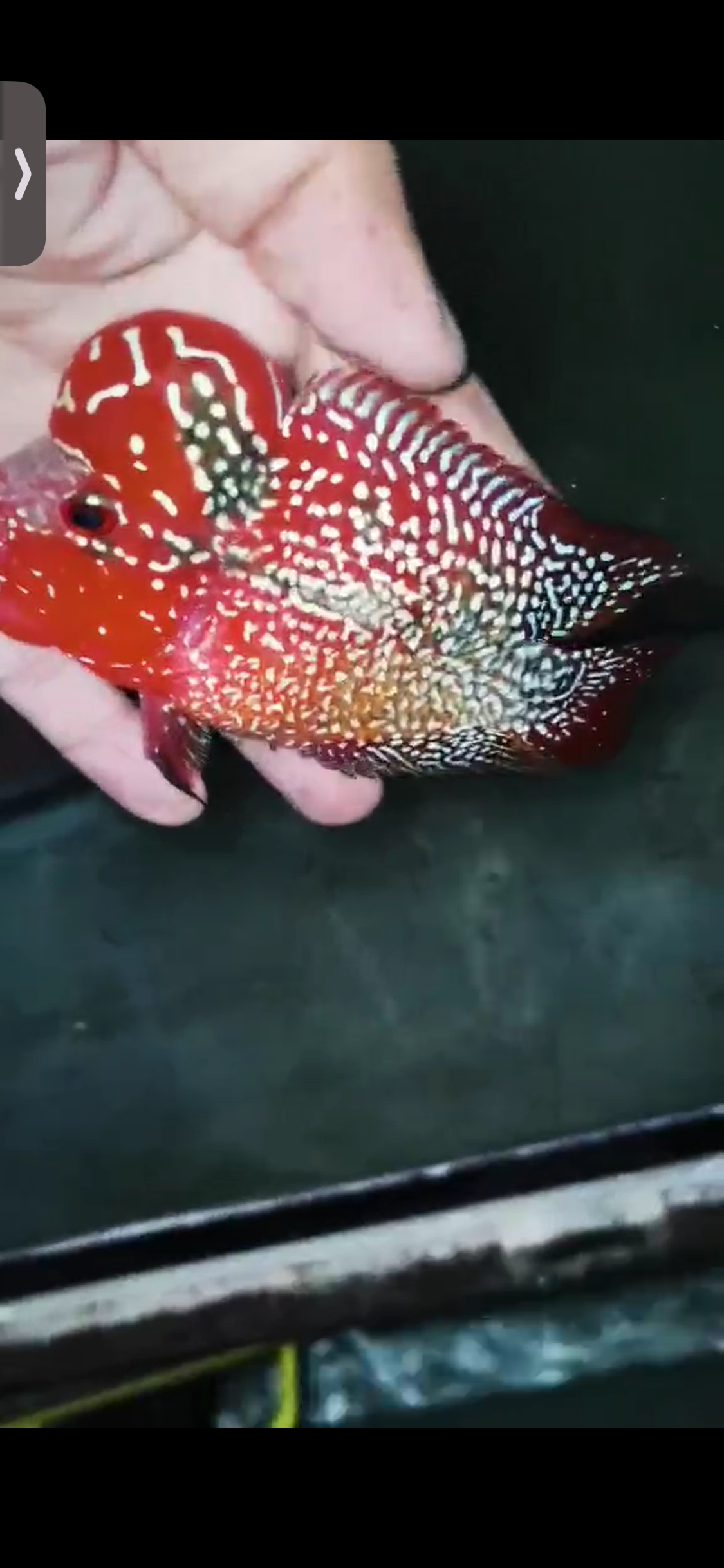 High Quality Kamfa Flowerhorn ( Male ) H-07