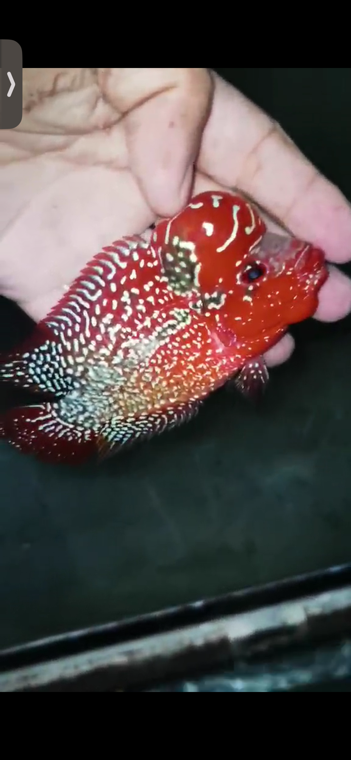 High Quality Kamfa Flowerhorn ( Male ) H-07