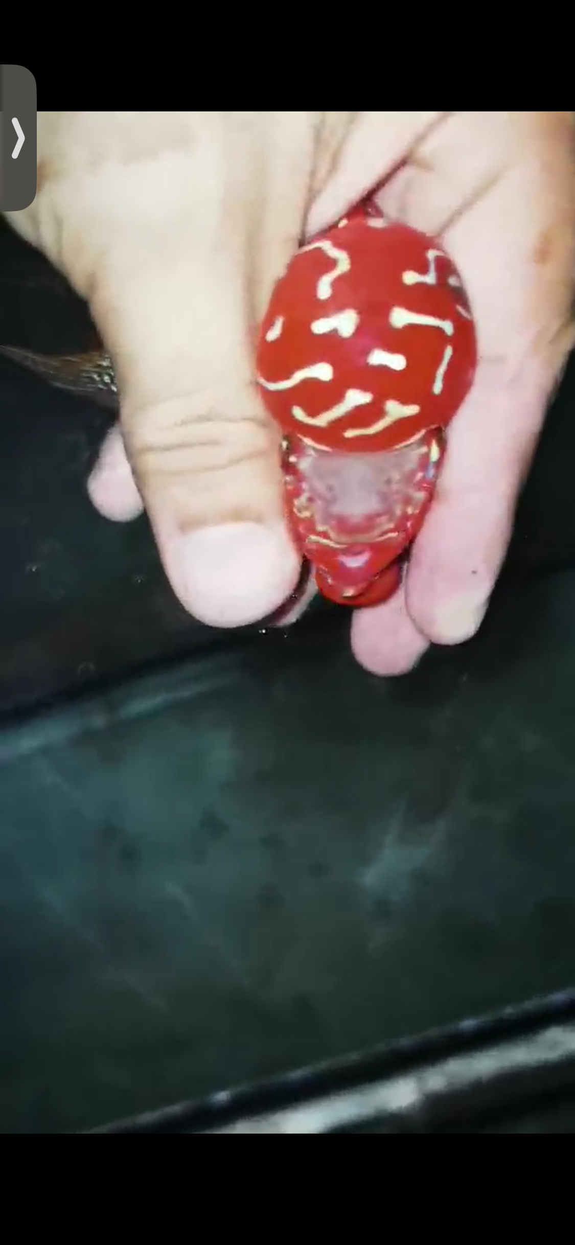 High Quality Kamfa Flowerhorn ( Male ) H-07