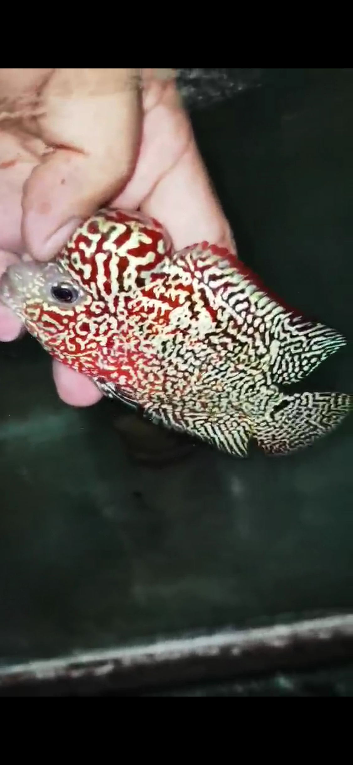 High Quality Kamfa Flowerhorn ( Male ) H-04