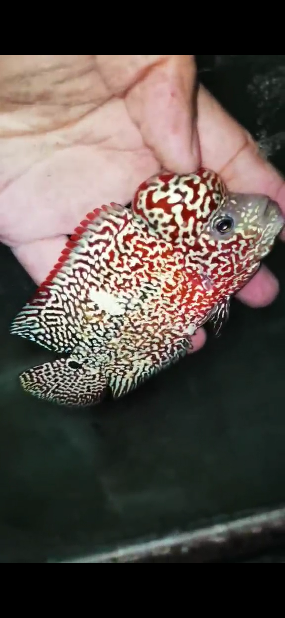 High Quality Kamfa Flowerhorn ( Male ) H-04
