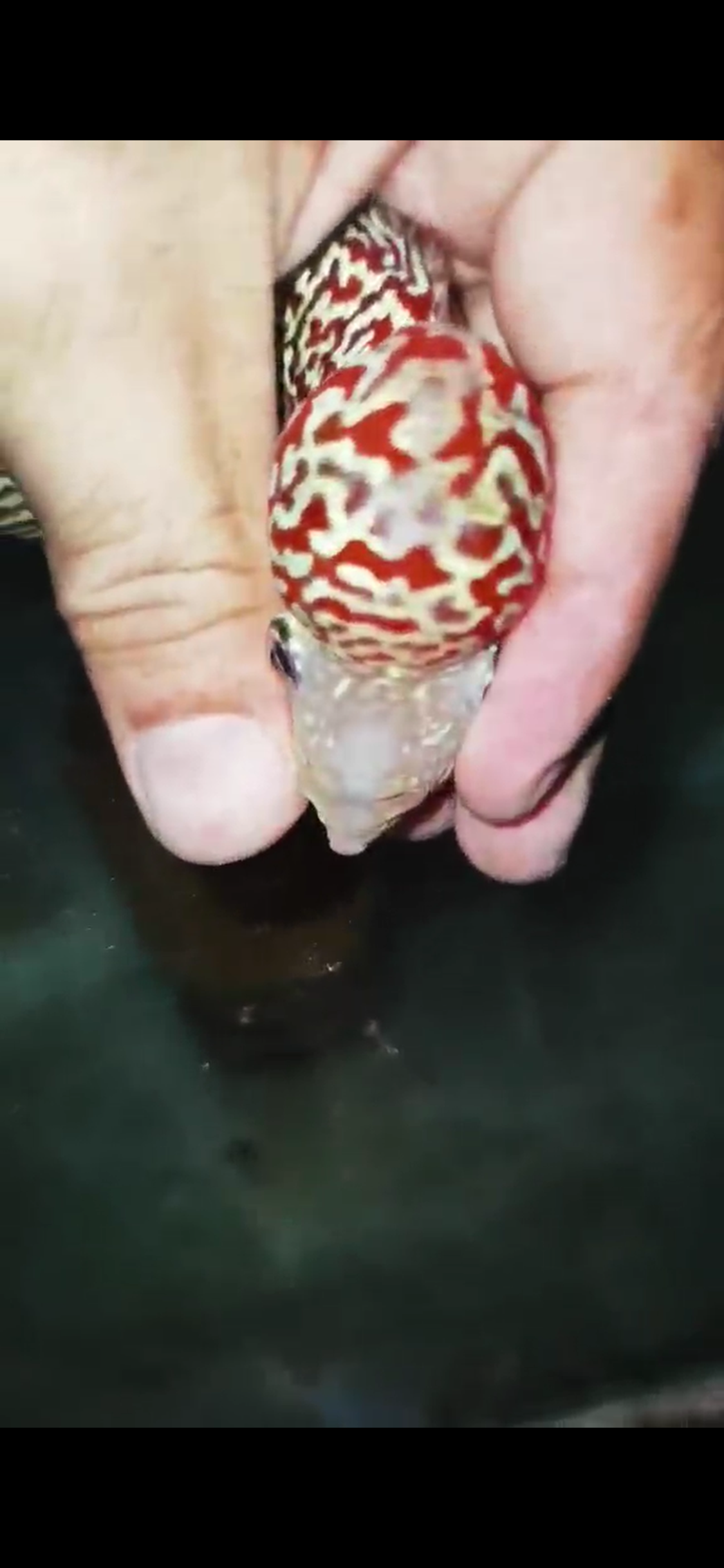High Quality Kamfa Flowerhorn ( Male ) H-04