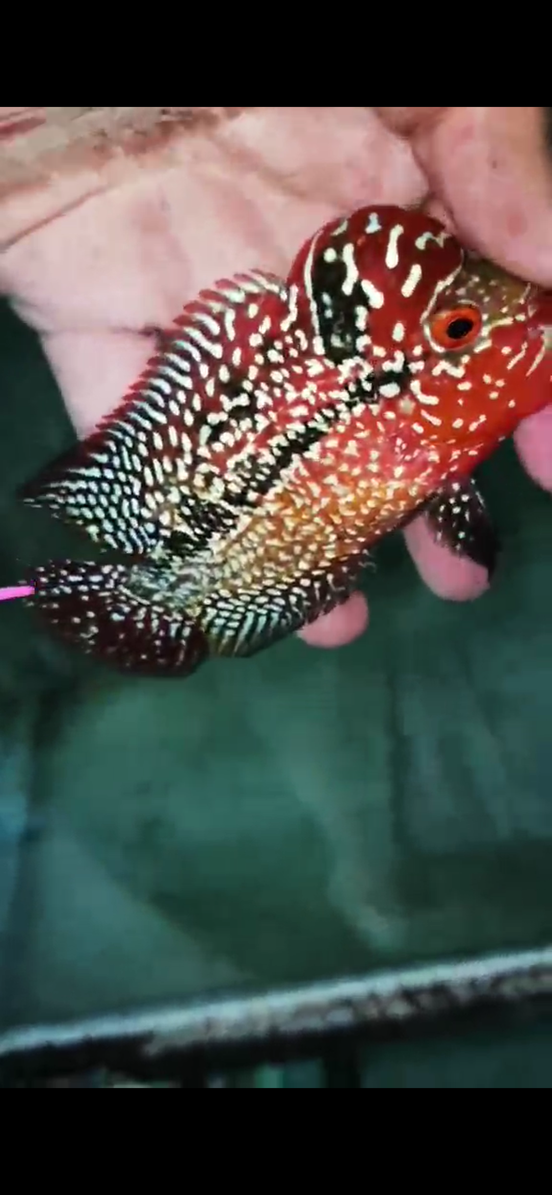 High Quality Kamfa Flowerhorn ( Male ) H-02