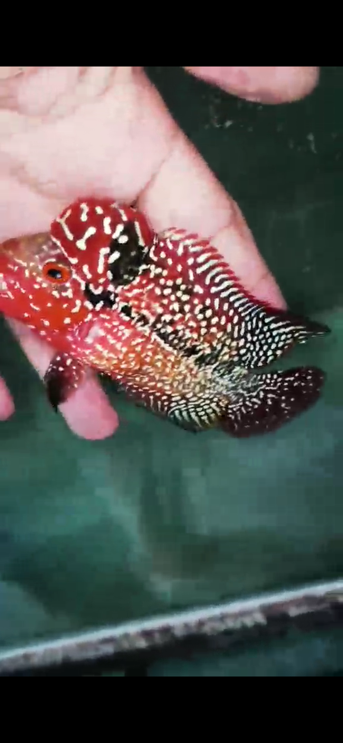 High Quality Kamfa Flowerhorn ( Male ) H-02